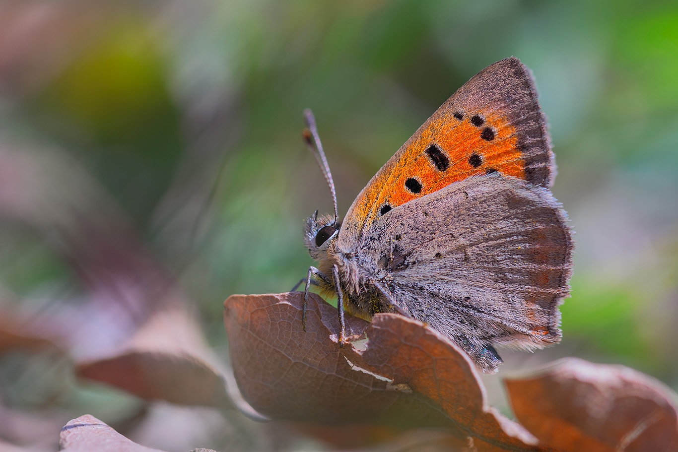 macro