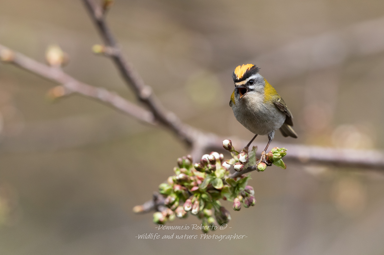 la primavera e cantoooo
