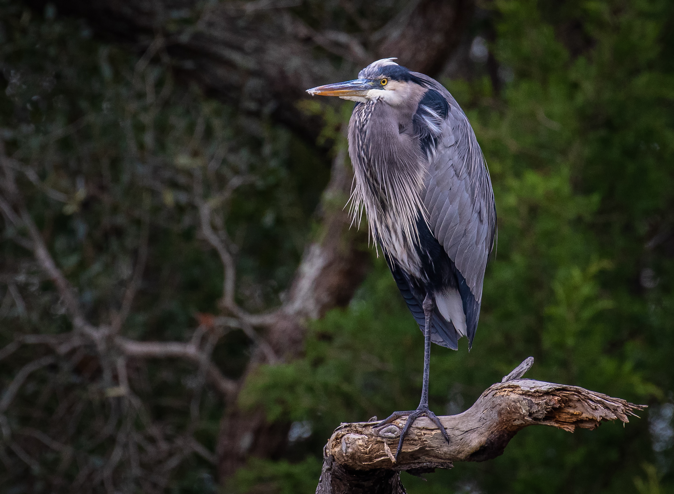 Great Blue Heron