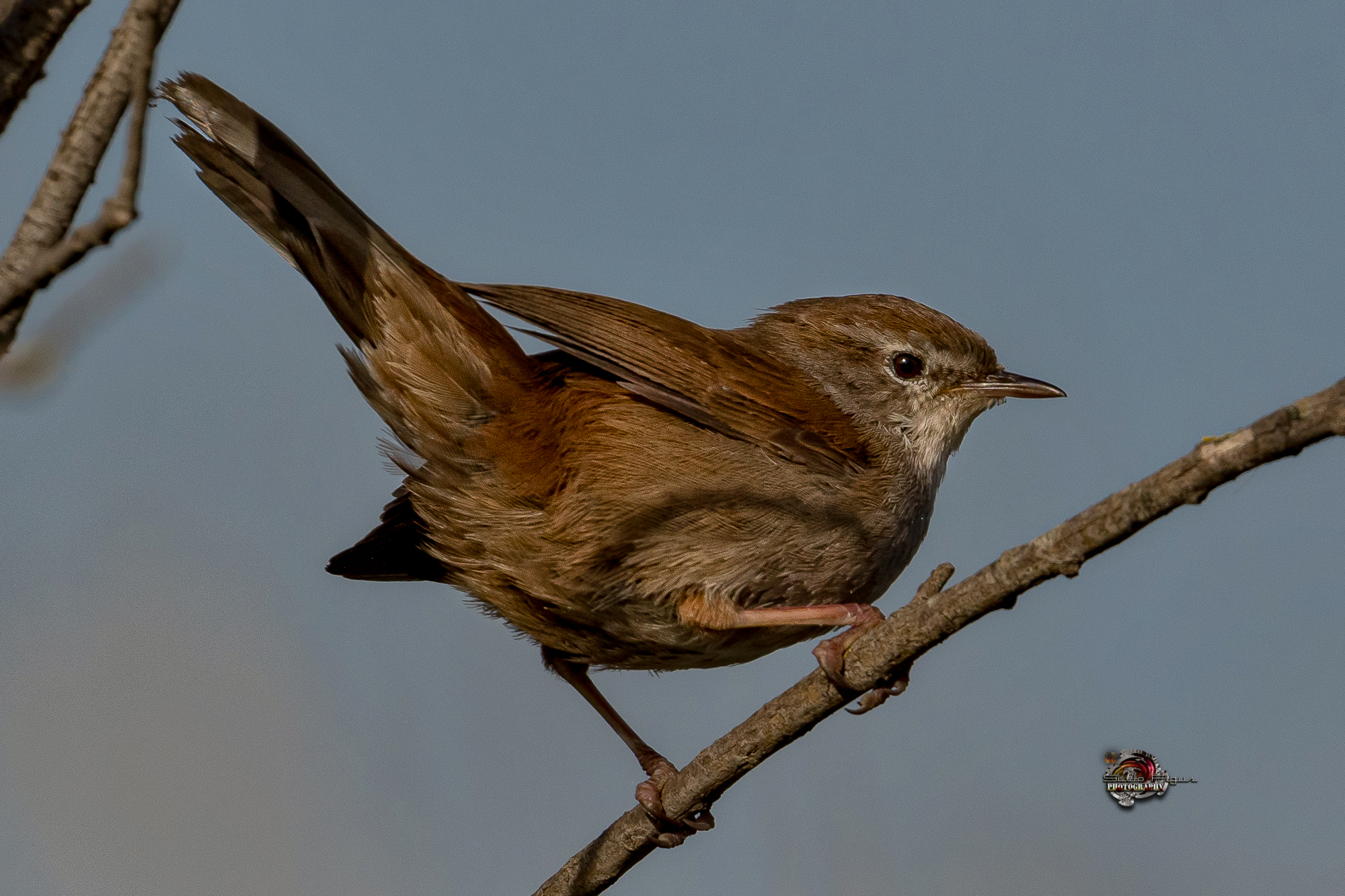 Usignolo di fiume durante il corteggiamento