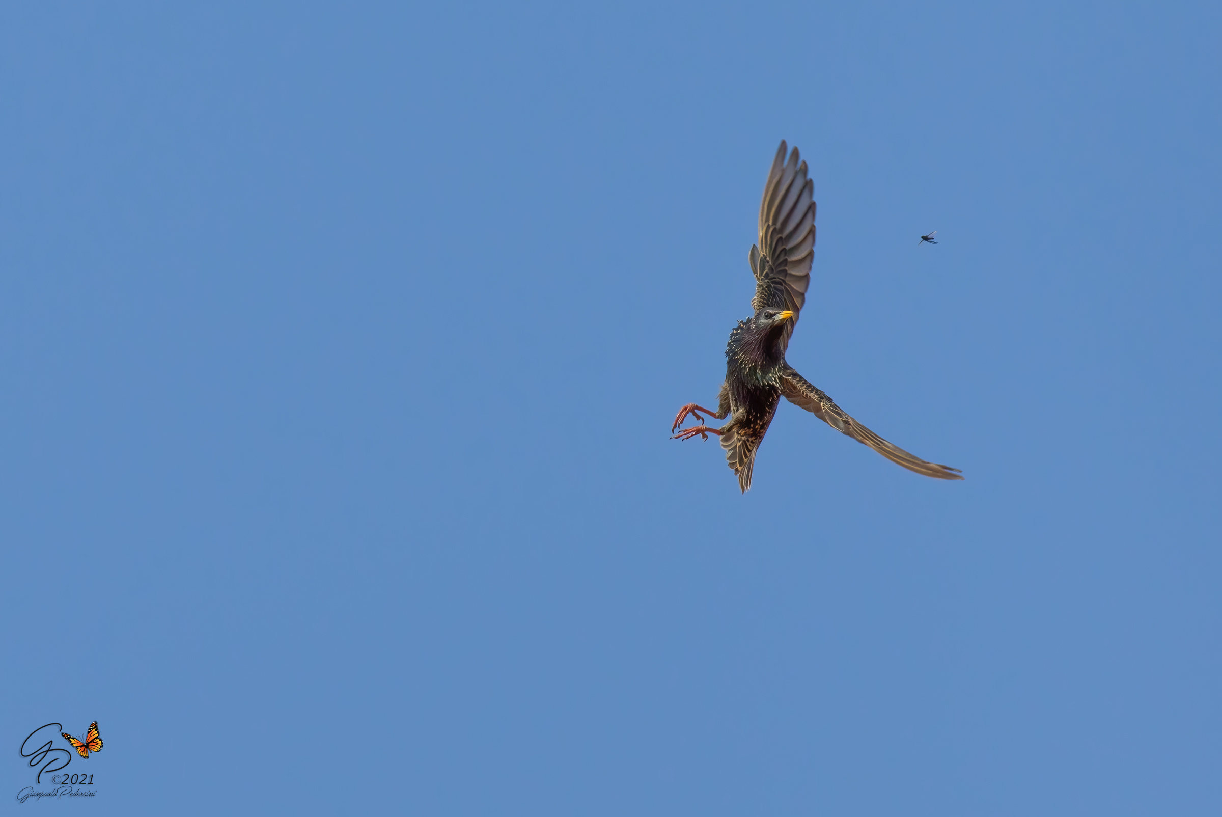 Stunts on the Hunt (1)