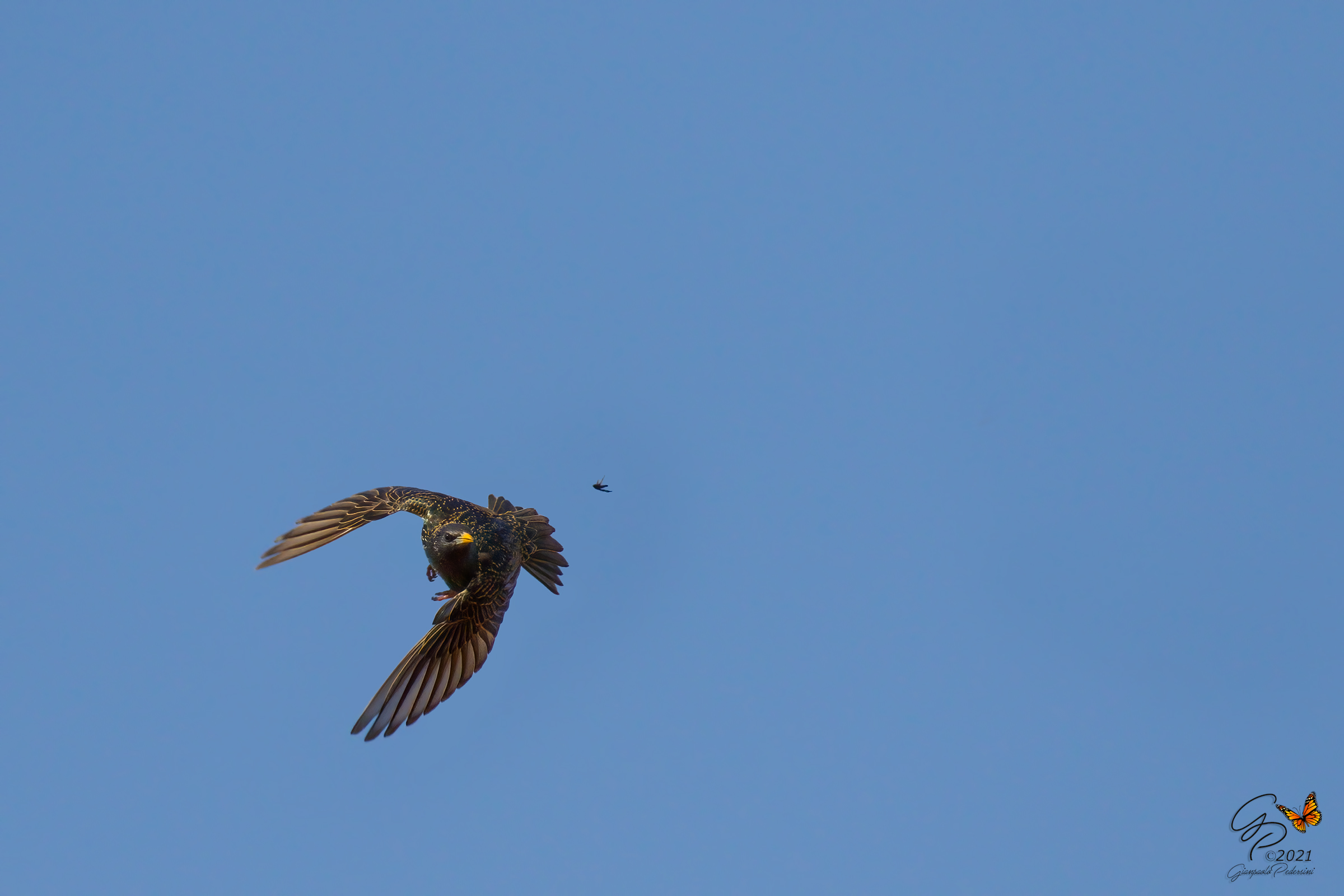 Stunts on the Hunt (2)