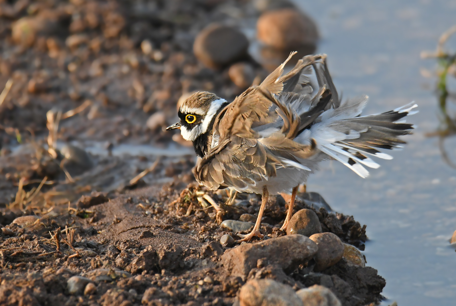 little ringed plover