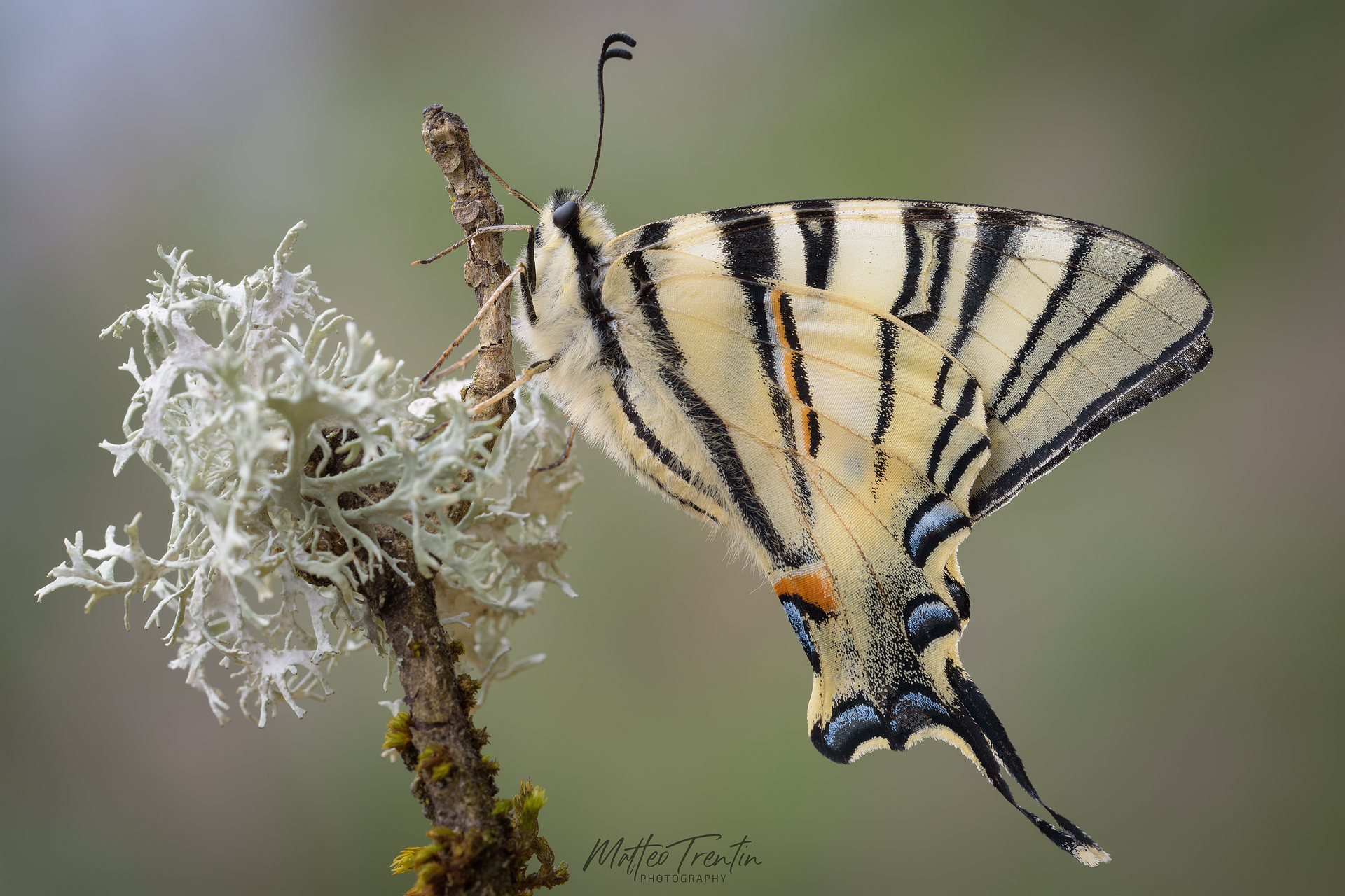 scarce swallowtail