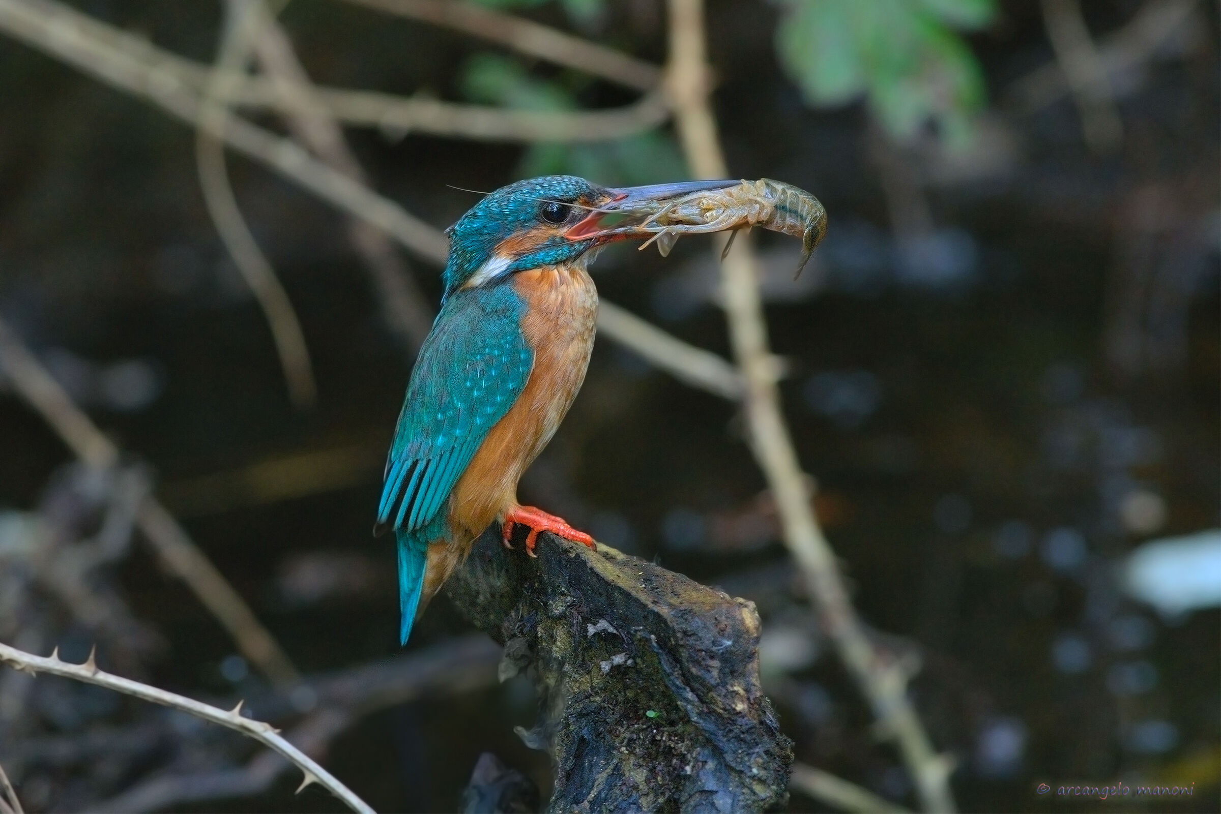 Where the sun doesn't beat the martino has his family