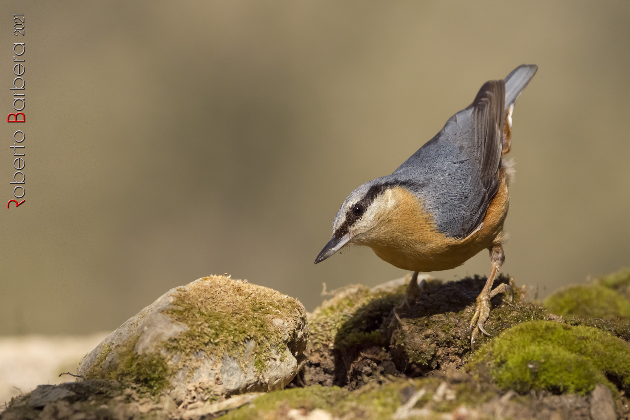 wood nuthatch