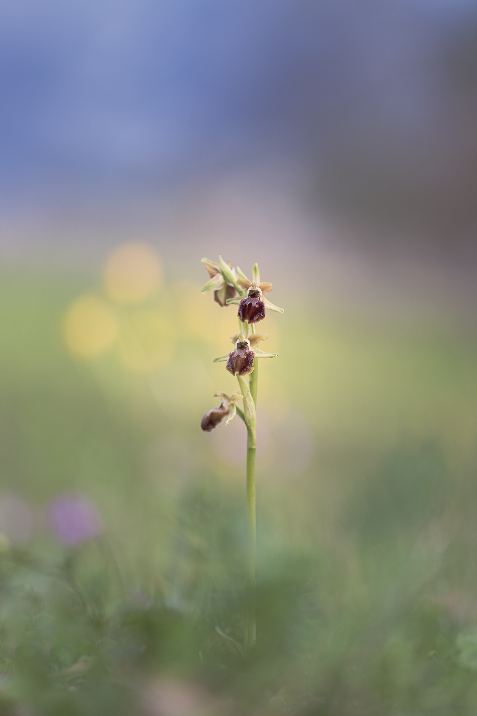 Ophrys spheogodes