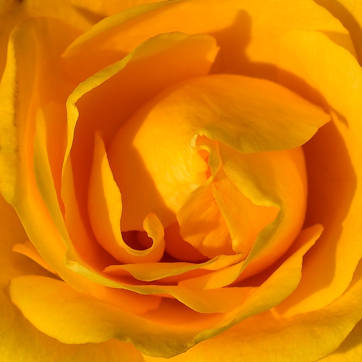 Yellow Rose 2