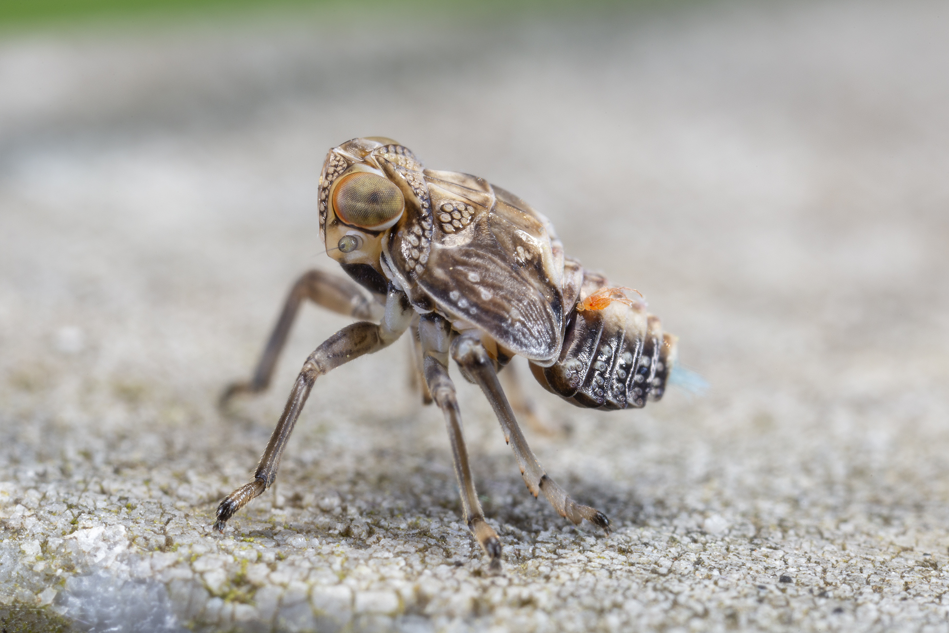 Nymph of Issidae