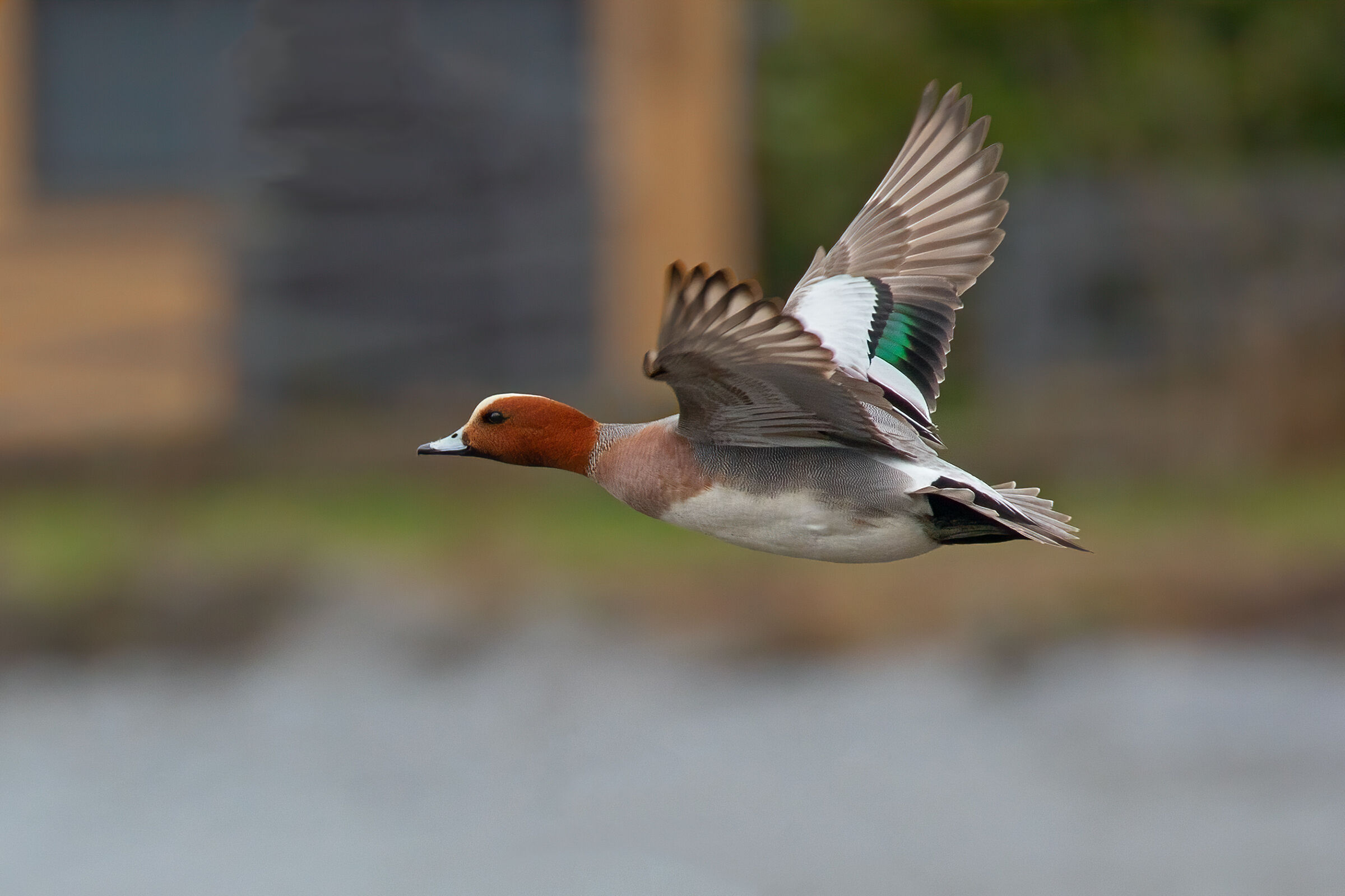 Whistle in Flight