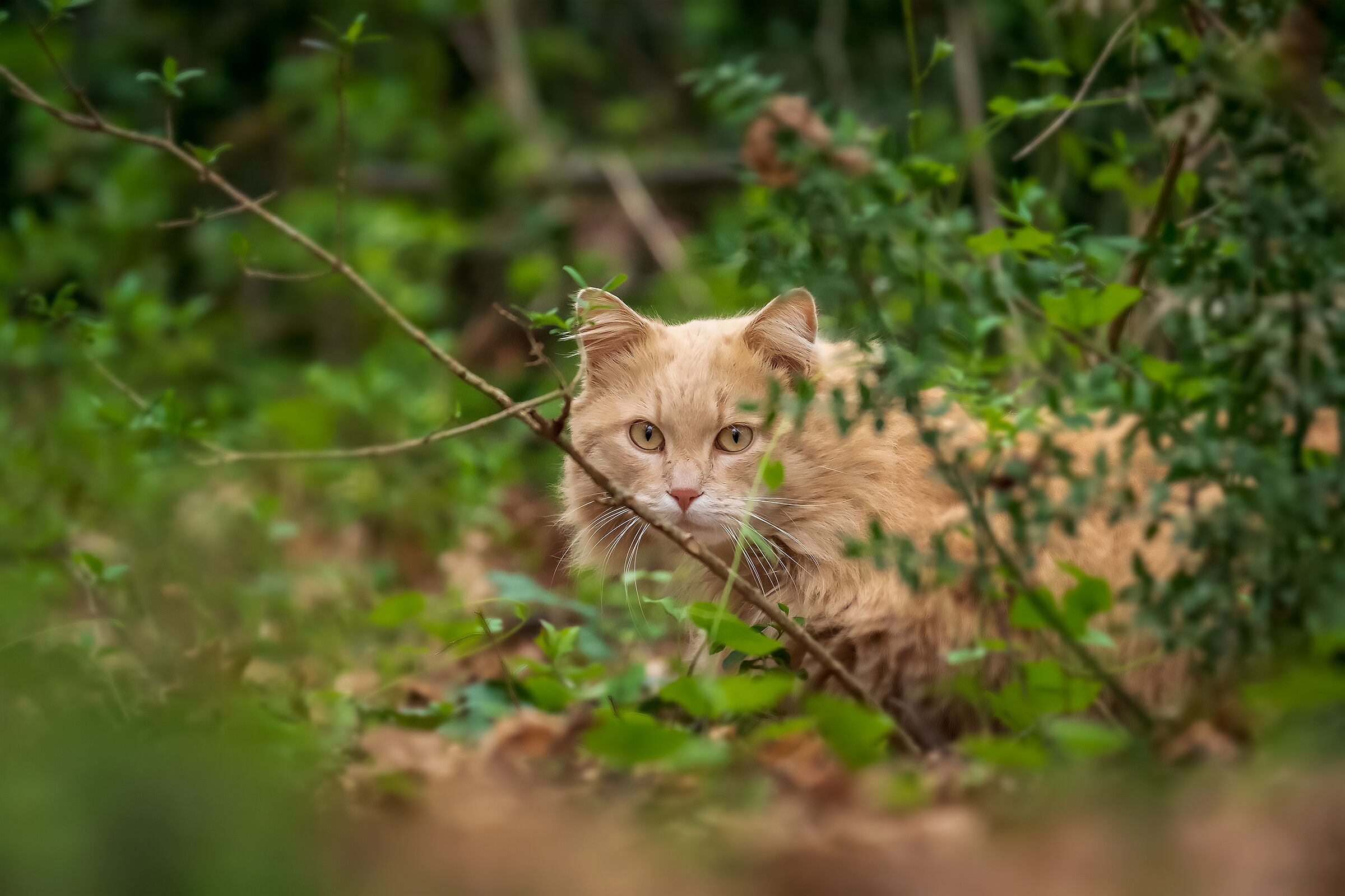 Occhi nel Bosco!