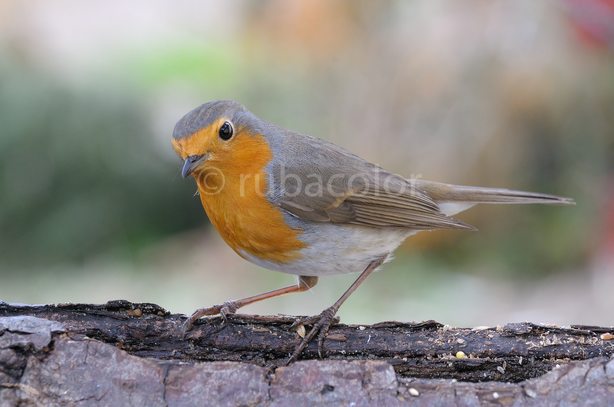 Pettirosso guardingo