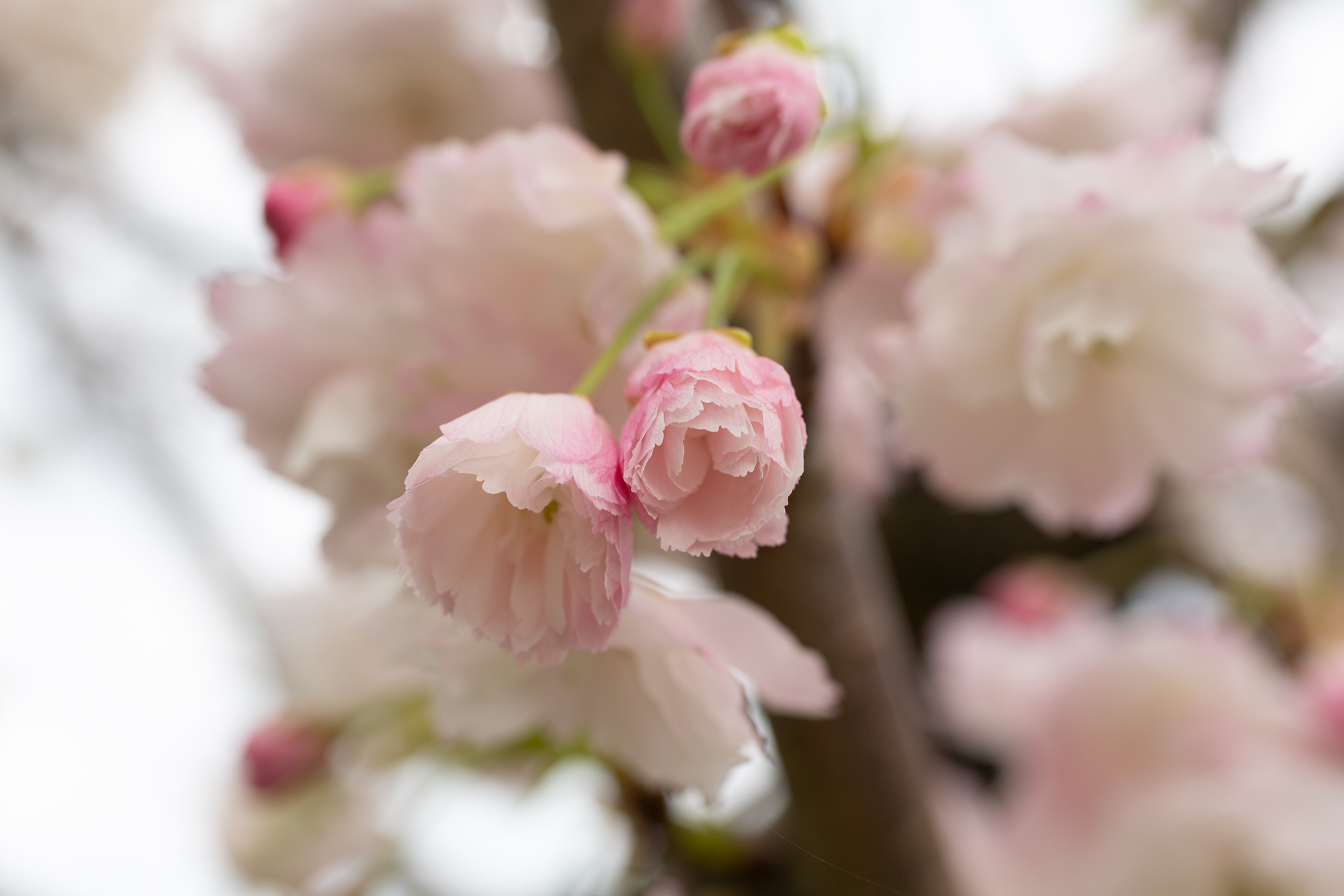 Sfumature di rinascita....Auguri!