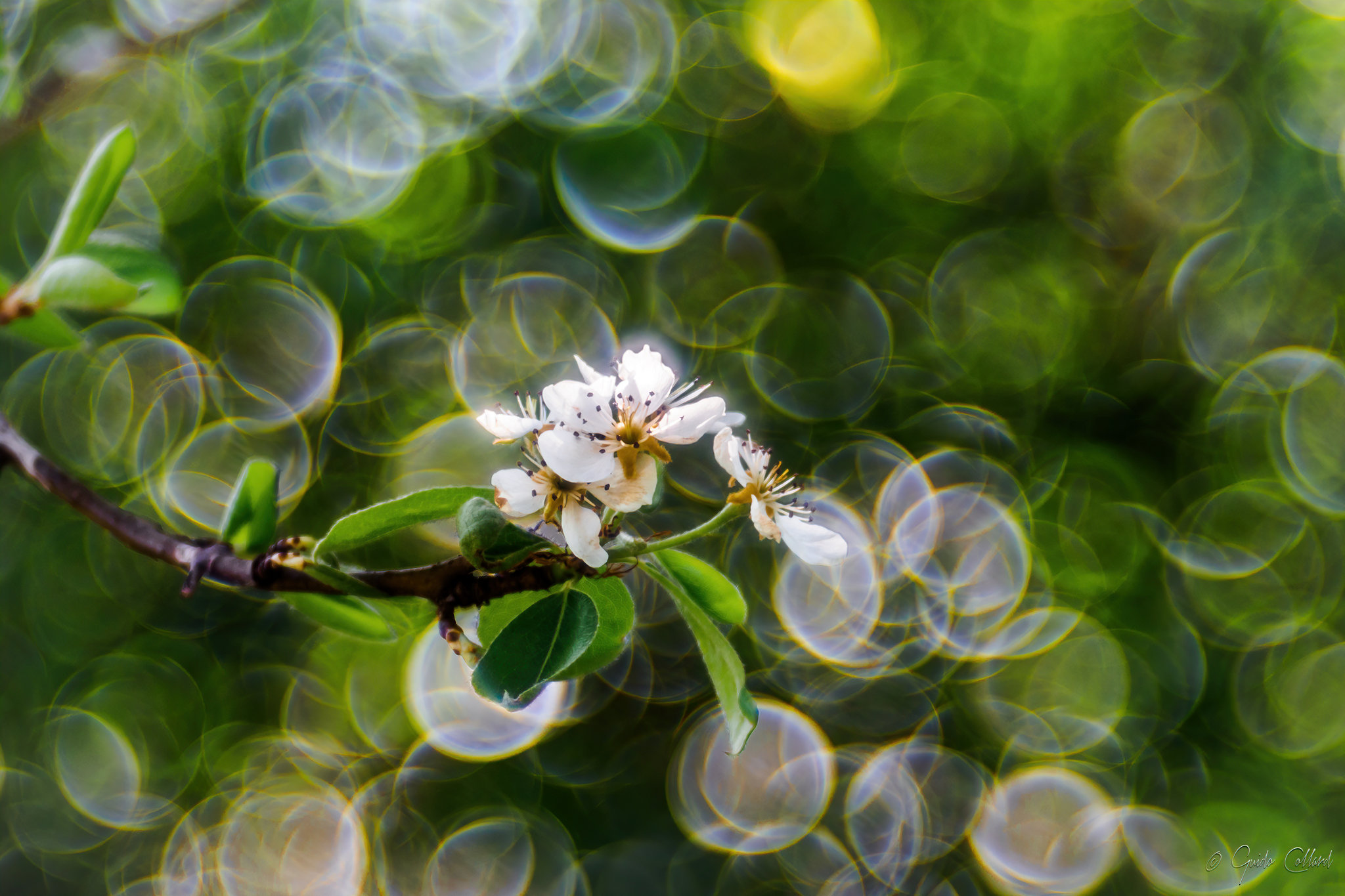 Spring among the bubbles of light