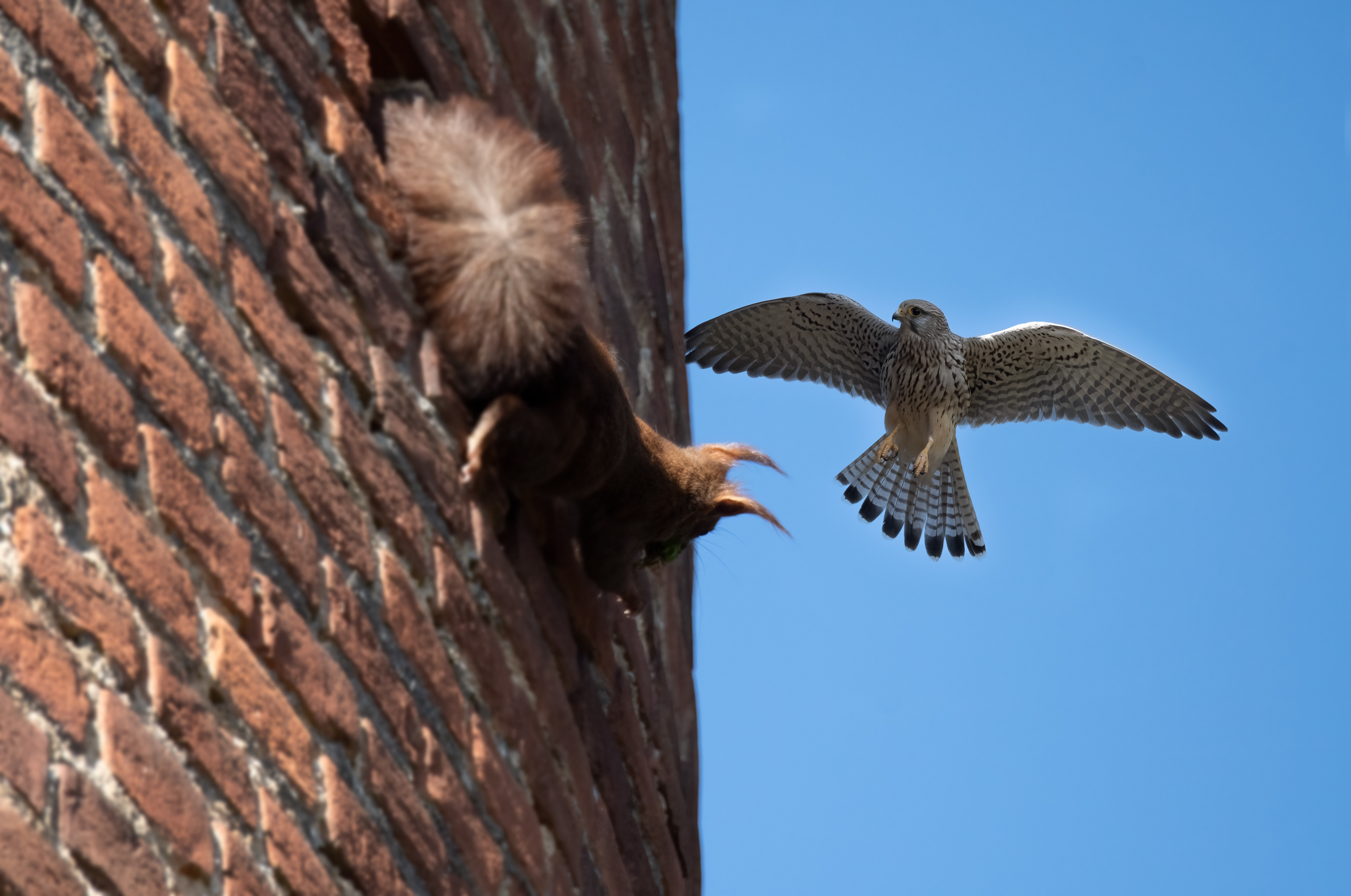 Squirrel looking for eggs..., but can't find colom