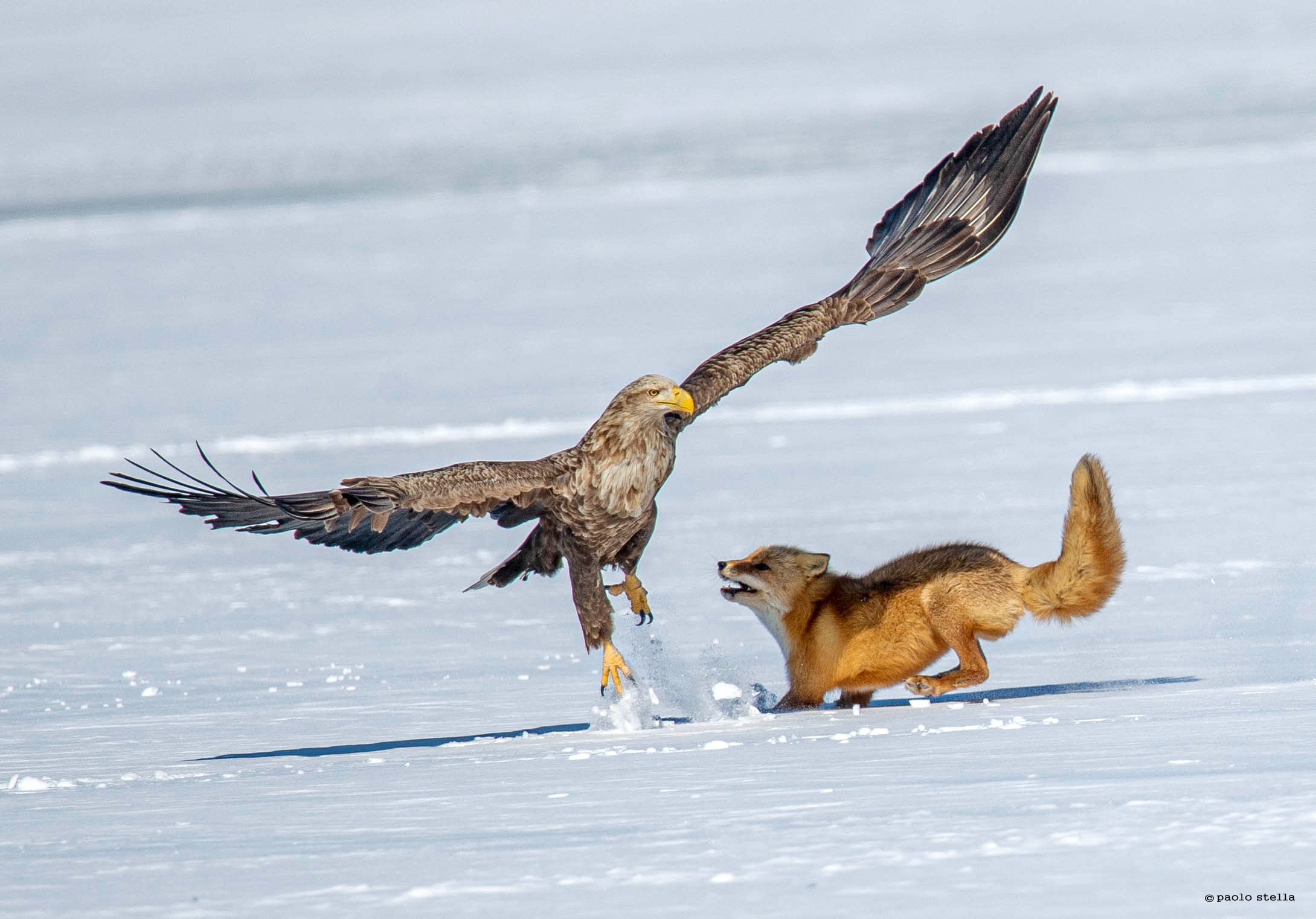 Sea Eagle and the Fox