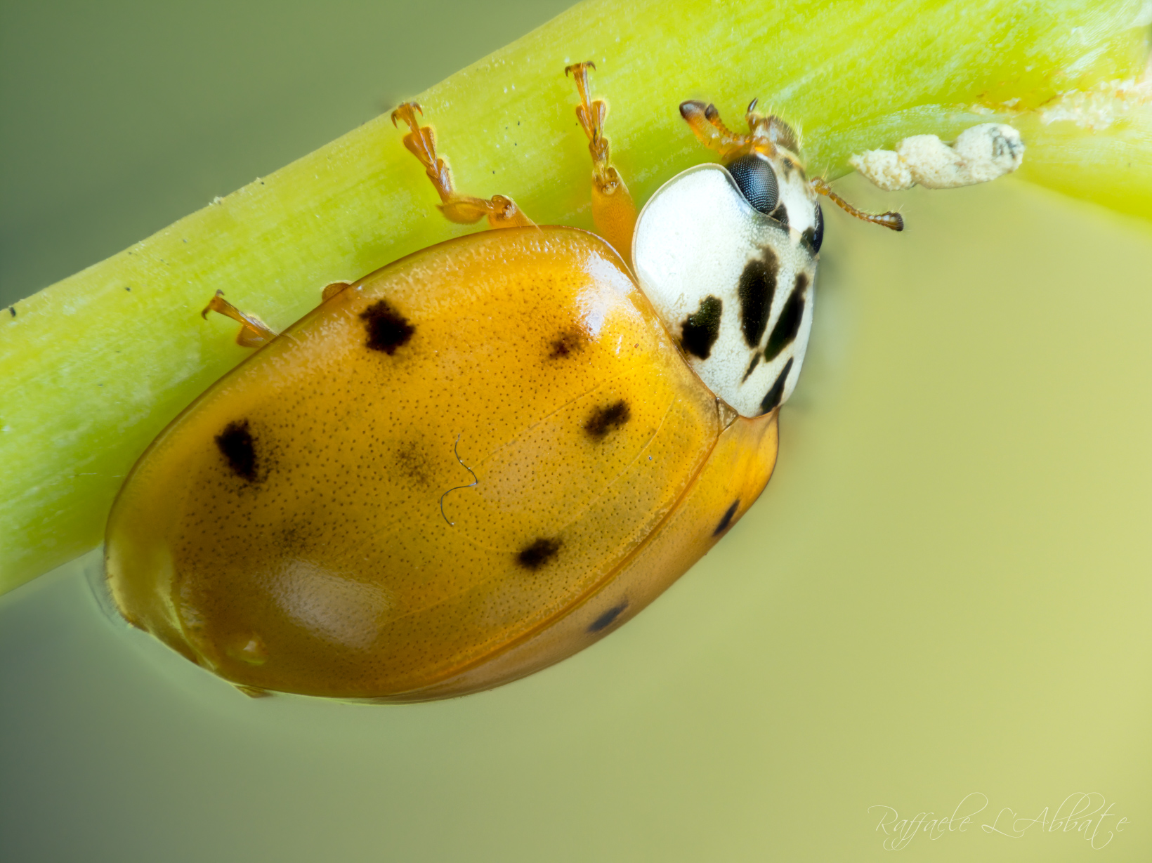 volucella - Wikipedia