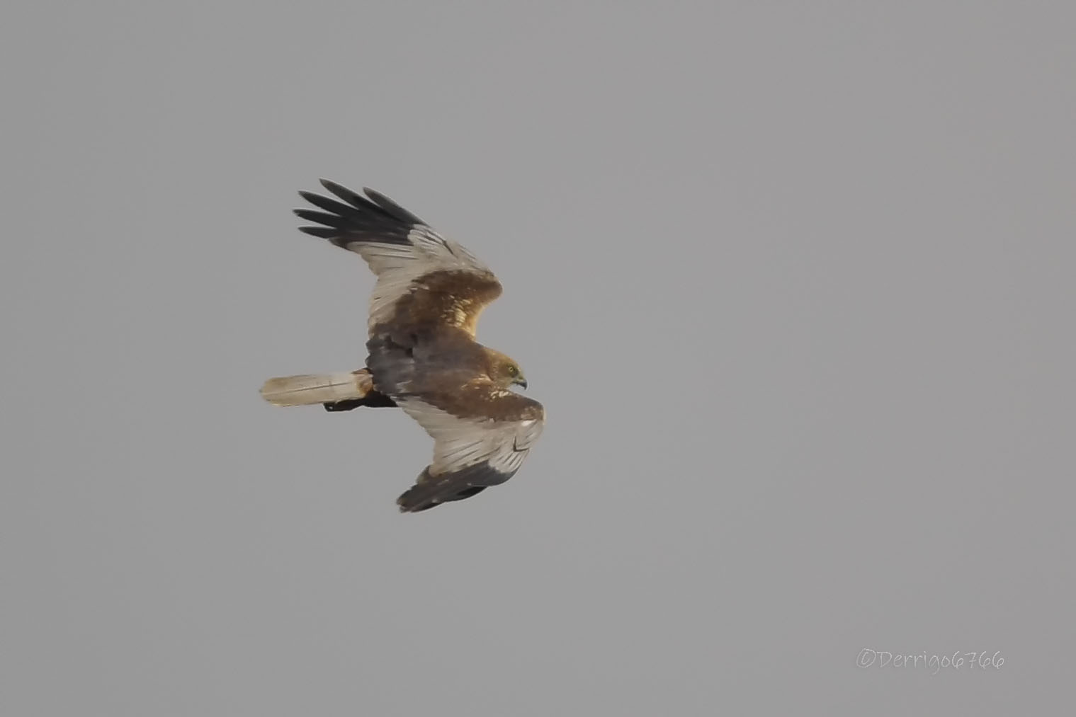 Marsh Harrier...