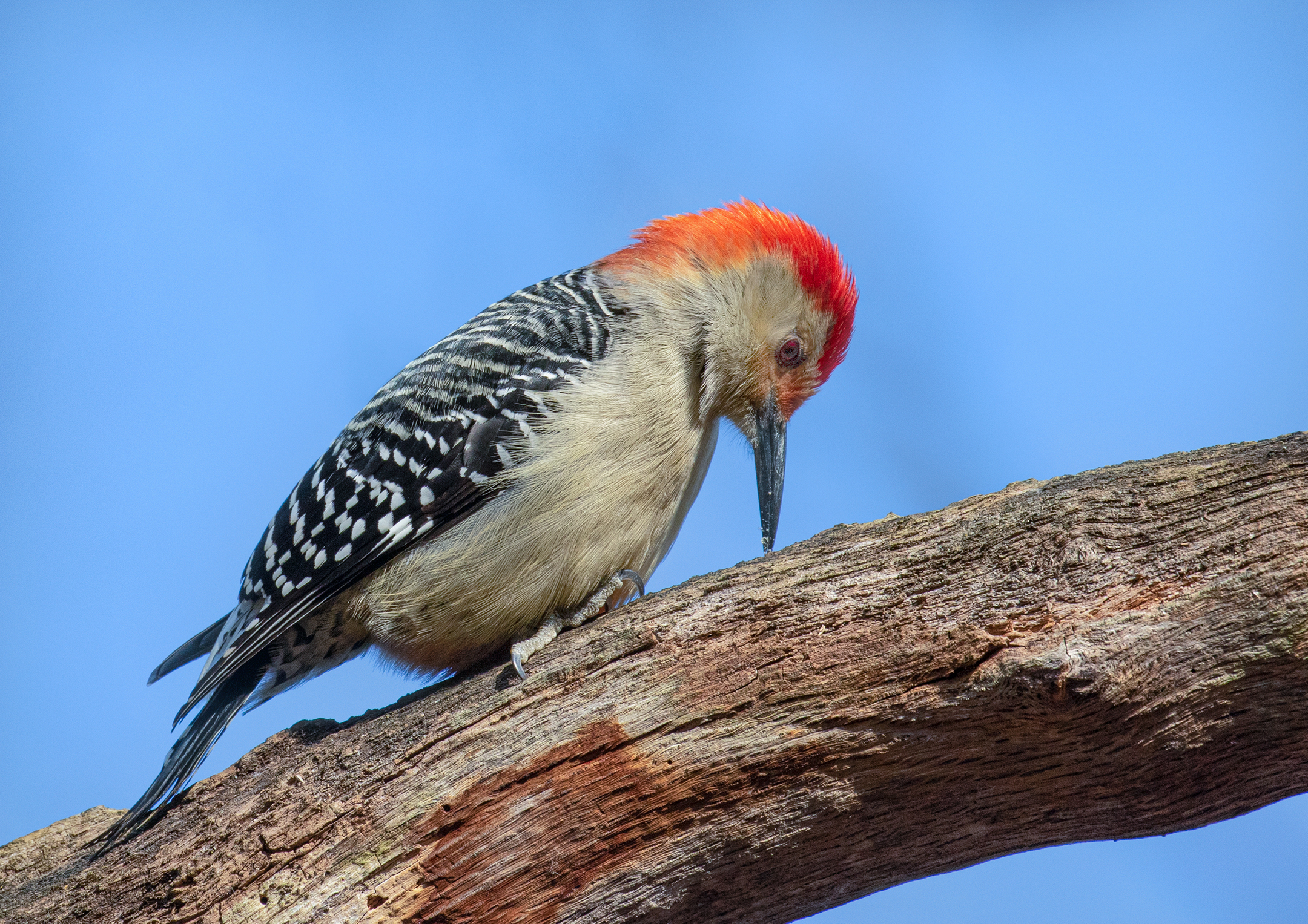 Red-Bellied Woodpecker.