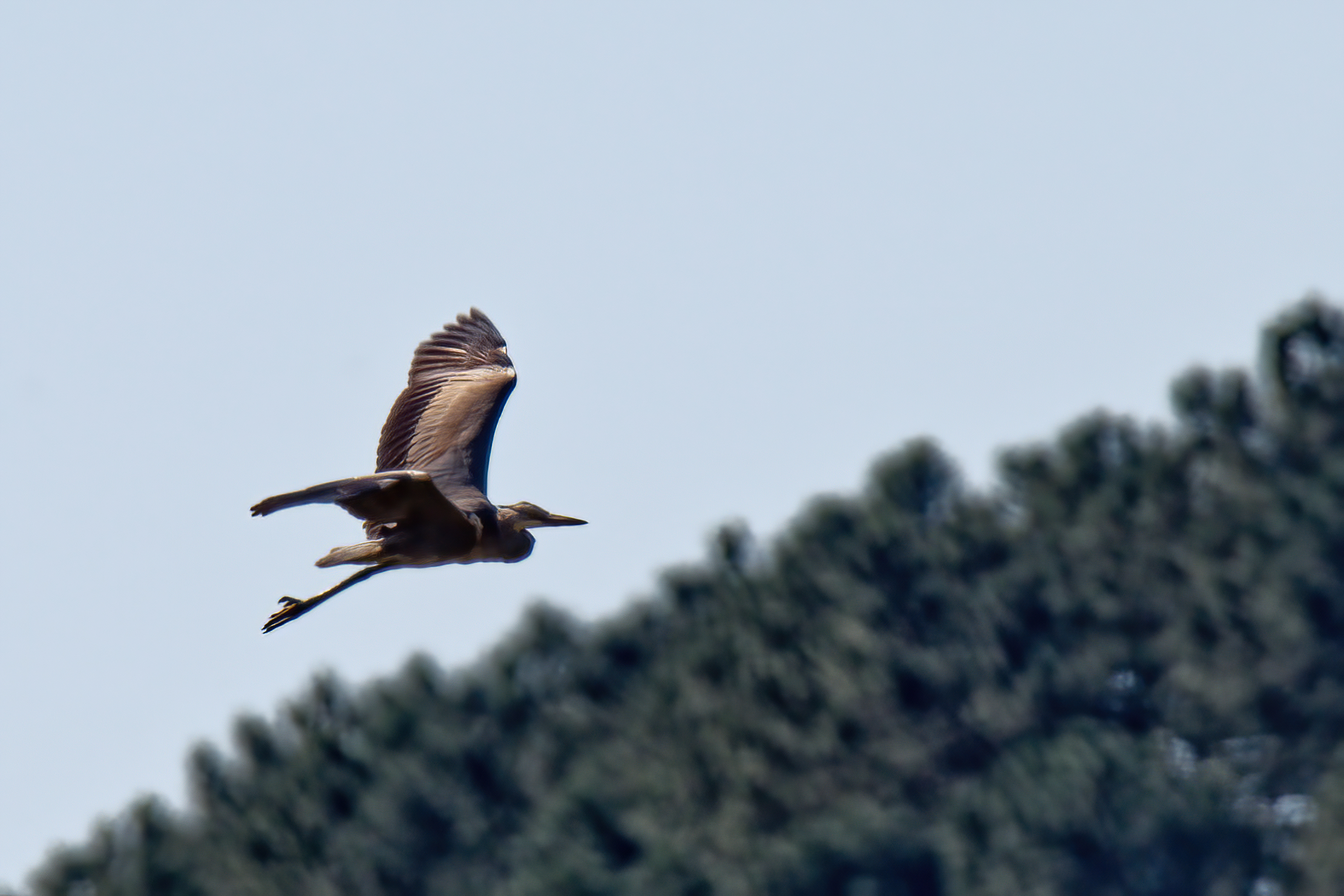 grey heron