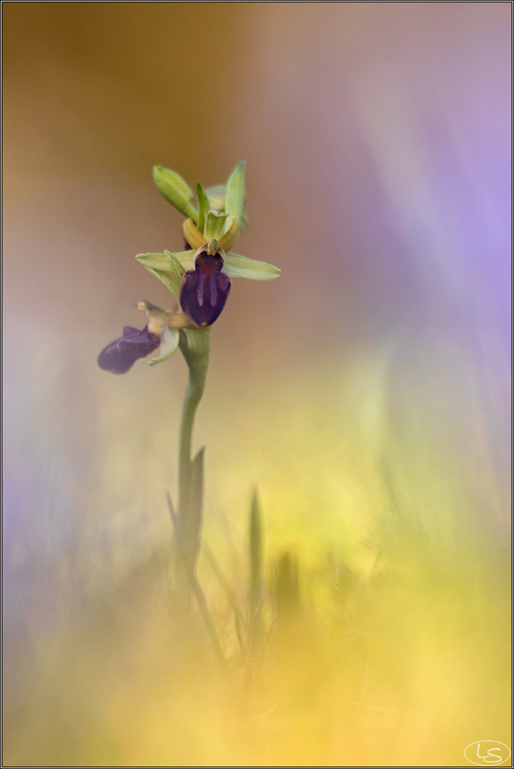 Sphegodes's ophrys