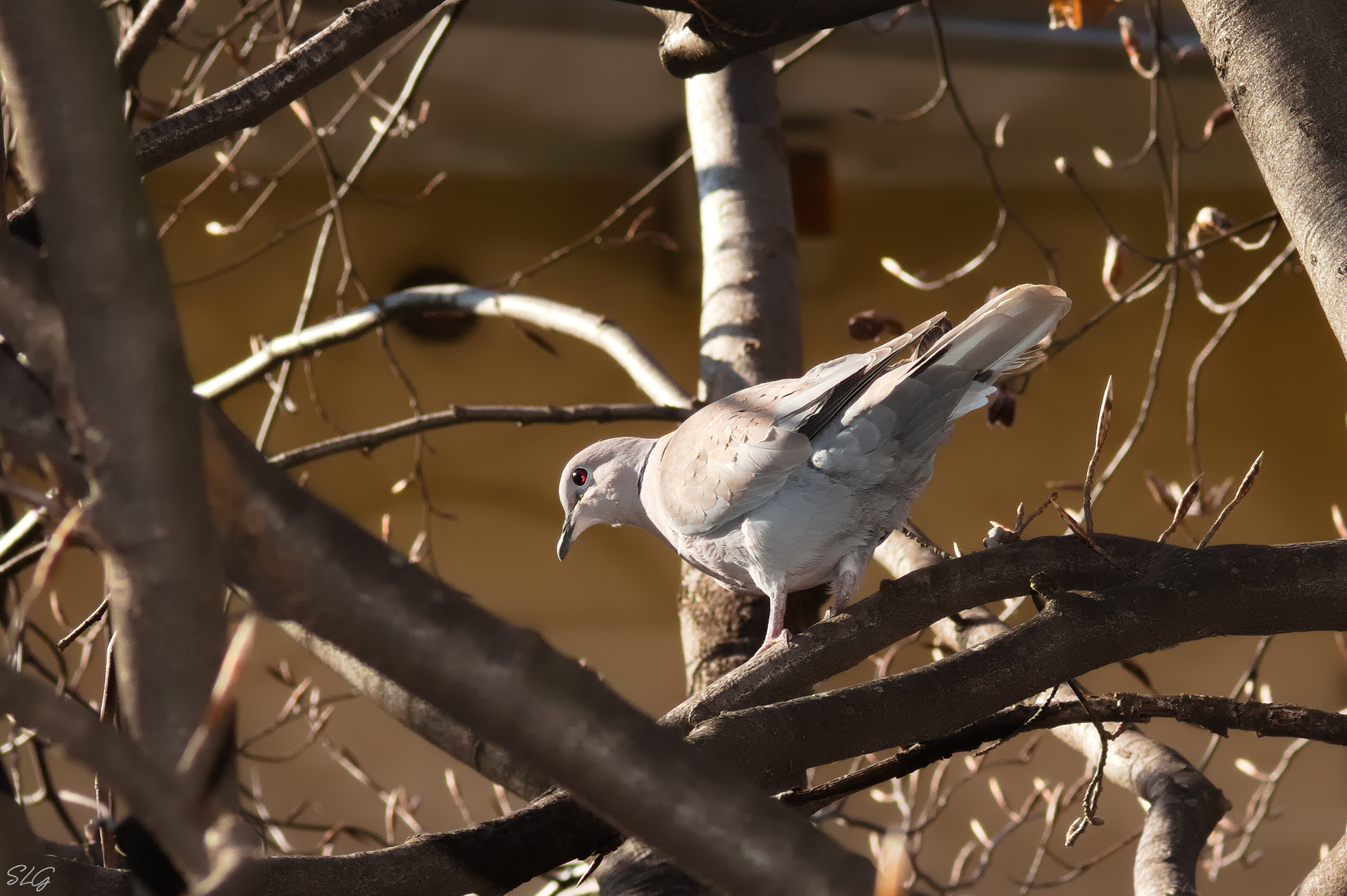 Collared dove