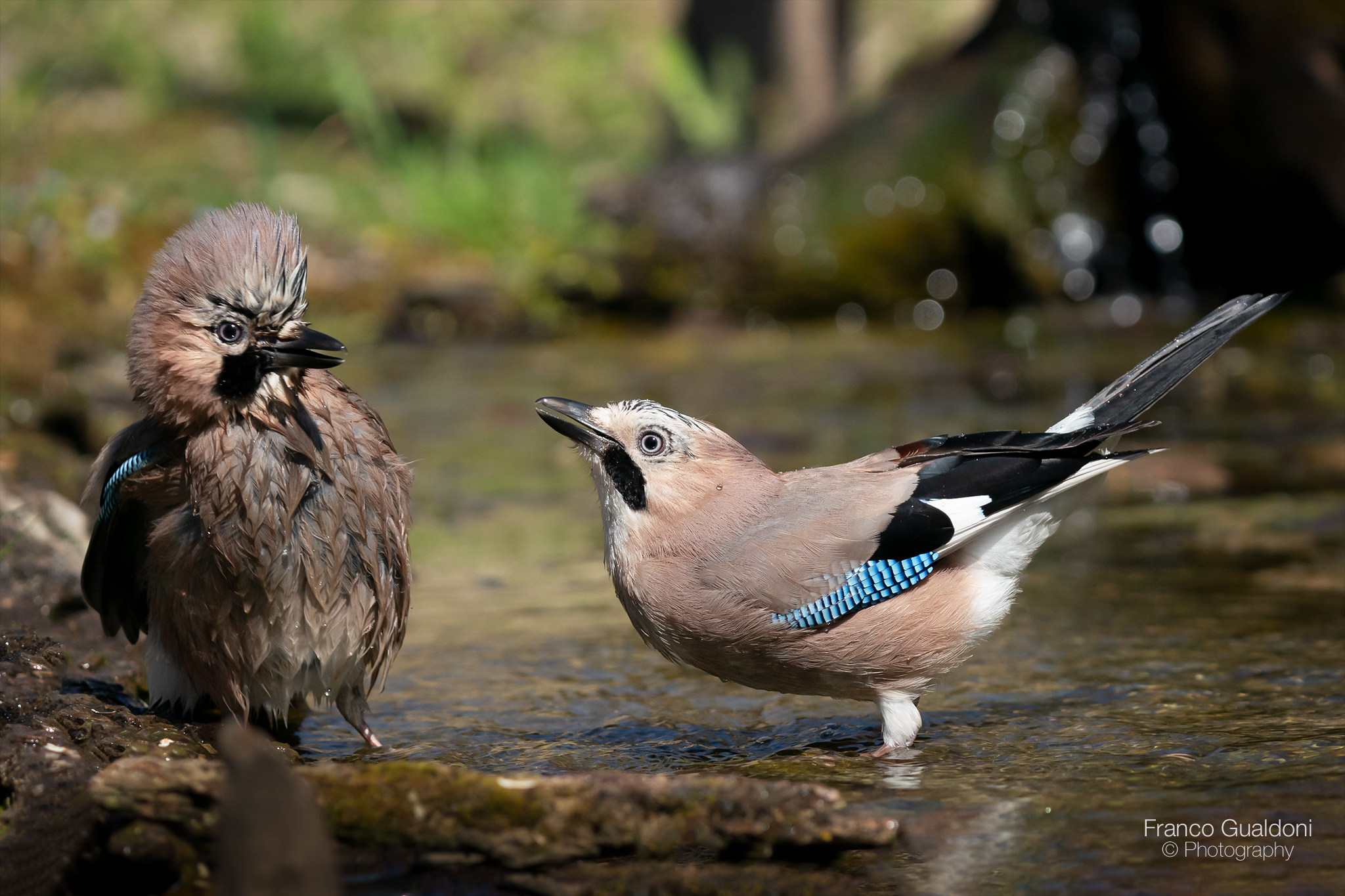 Lite tra Ghiandaie...