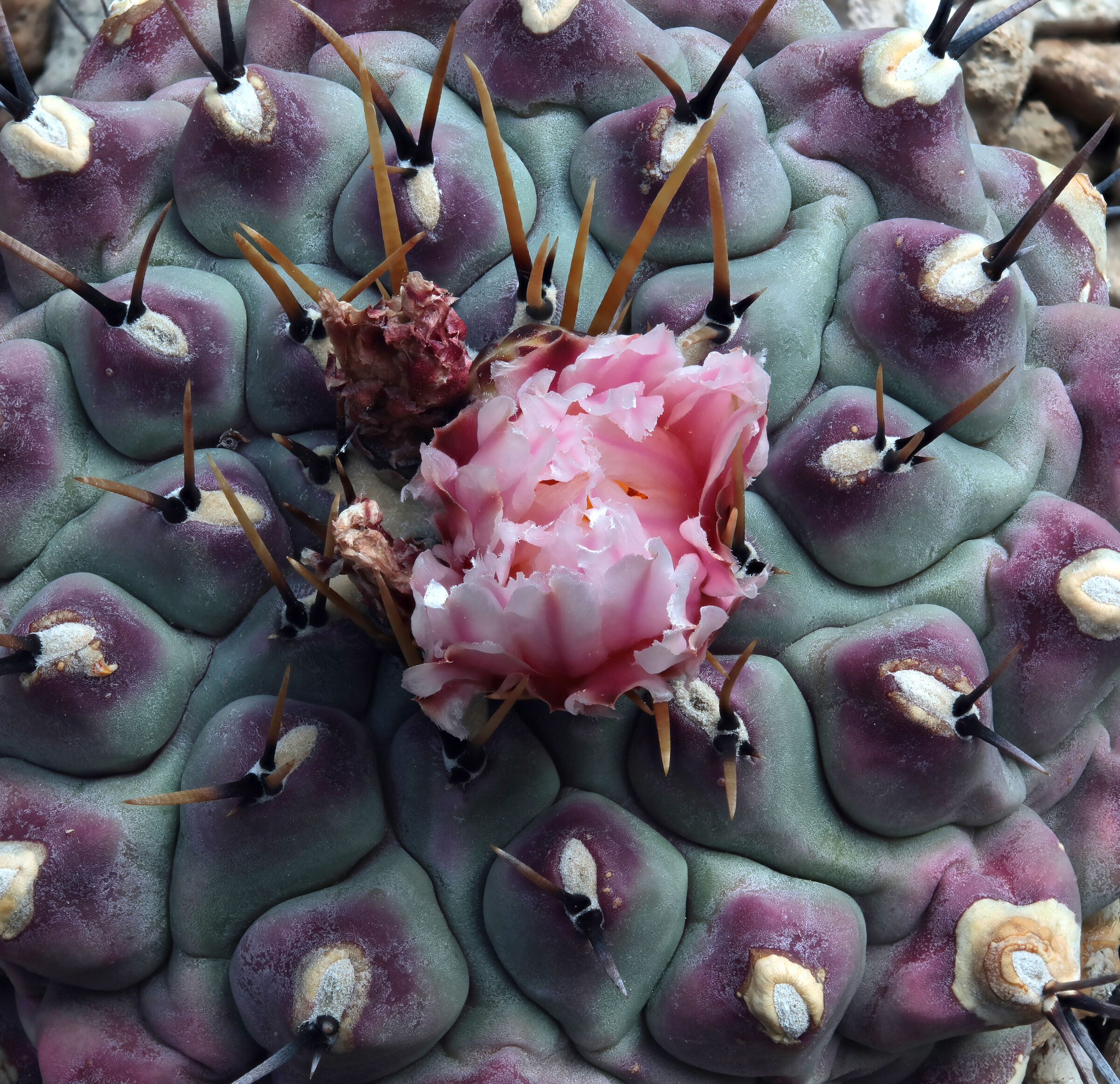 Thelocactus phymatothelos