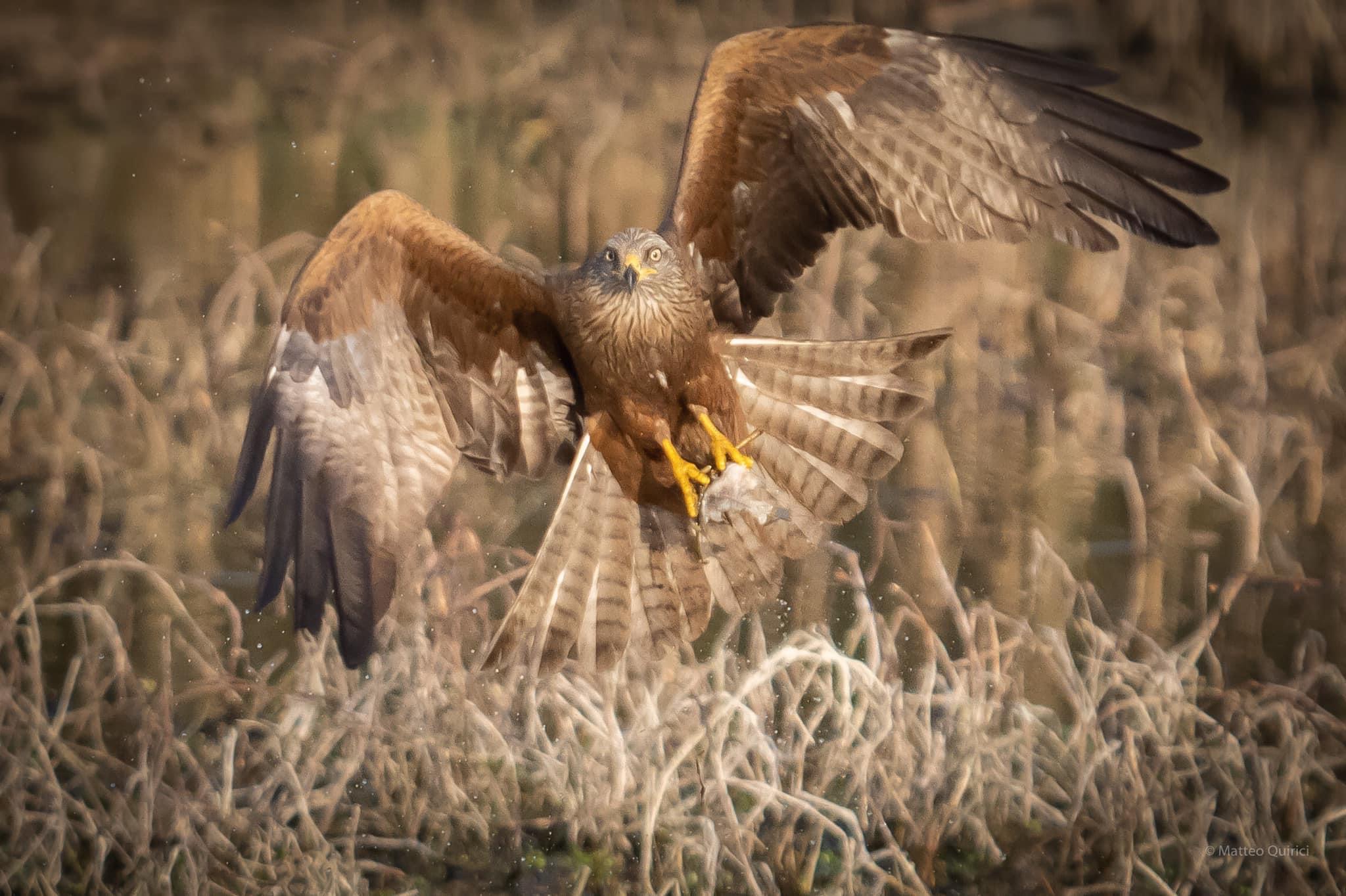Nibbio Bruno with prey
