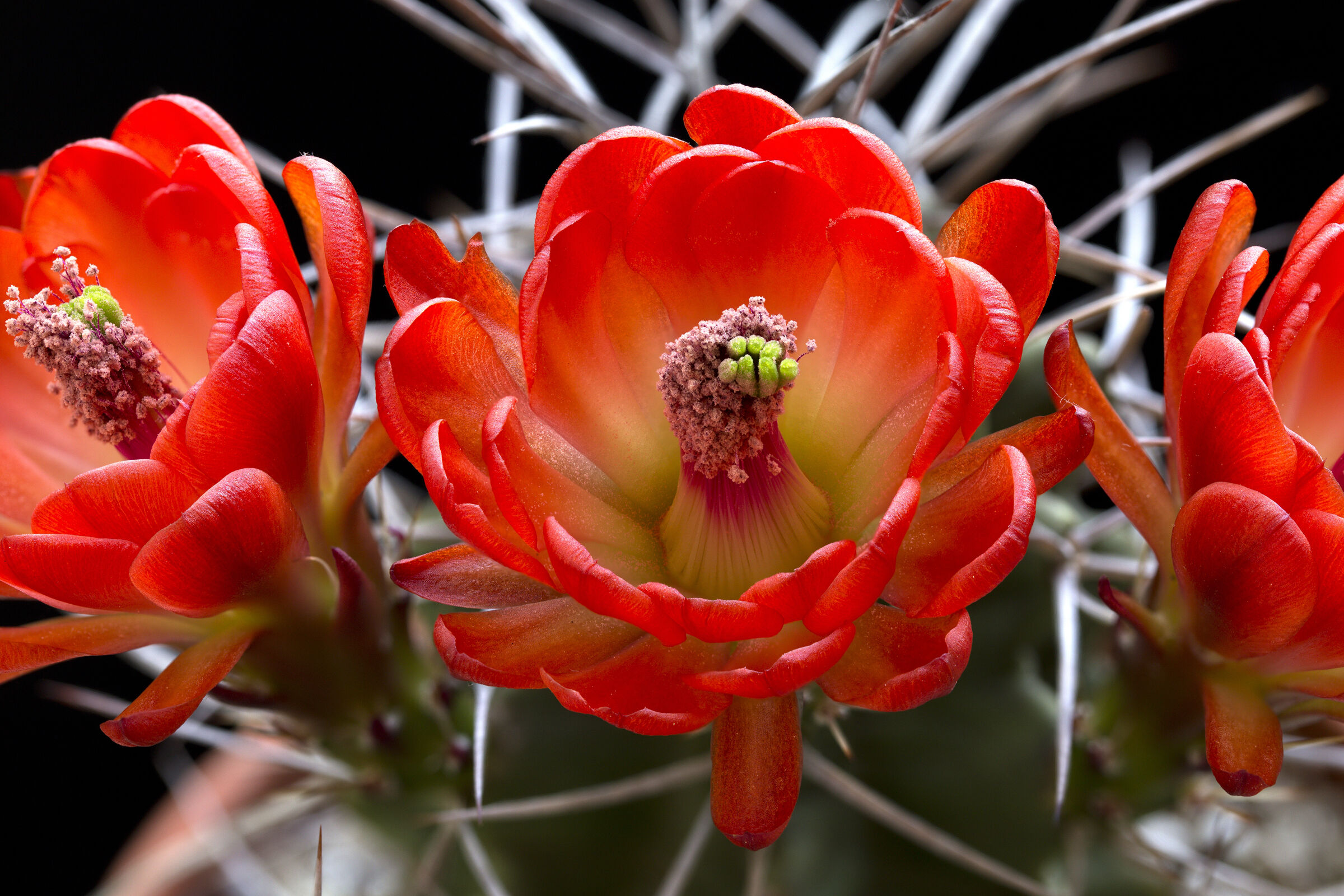Echinocereus triglochidiatus forma White Sands