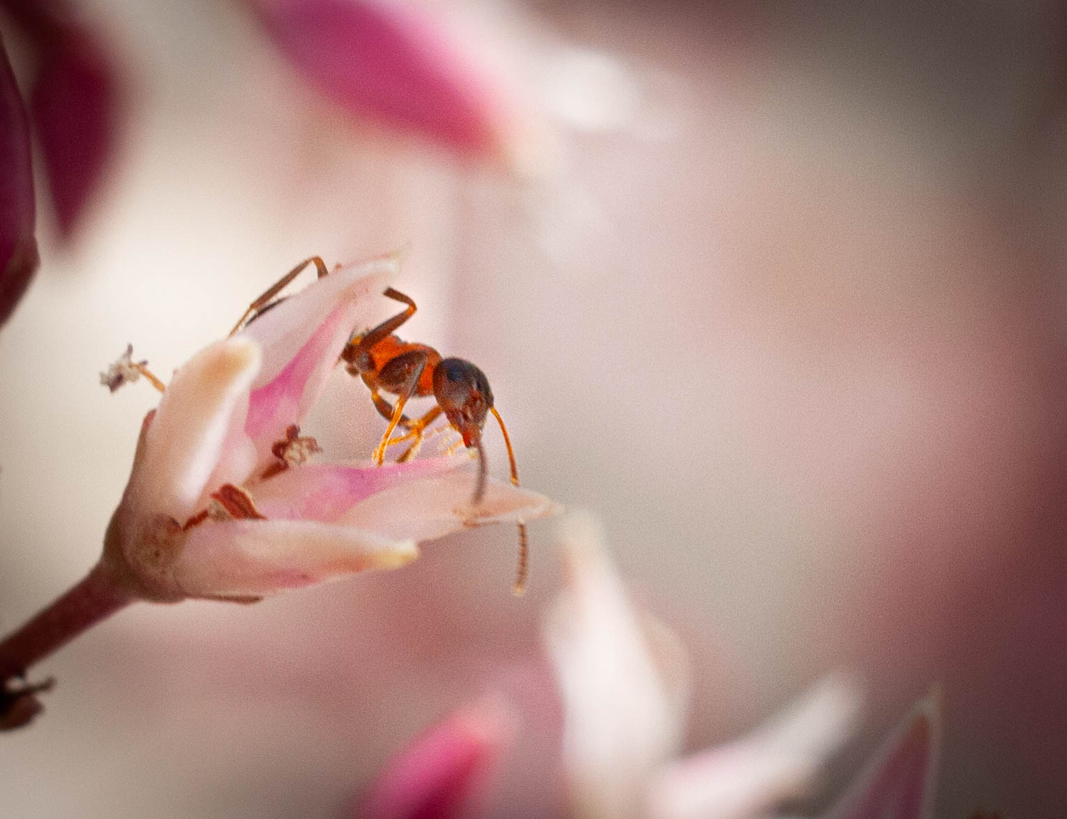 Fiore e formica 2 20210404