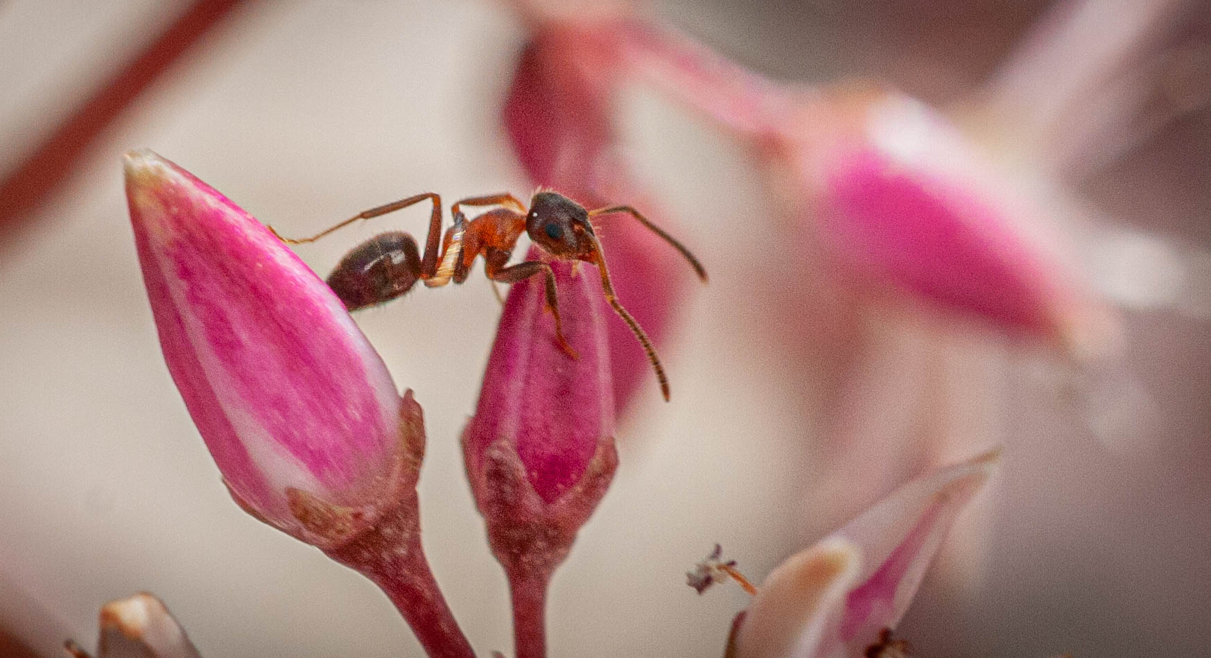 Fiore e formica 3 20210404