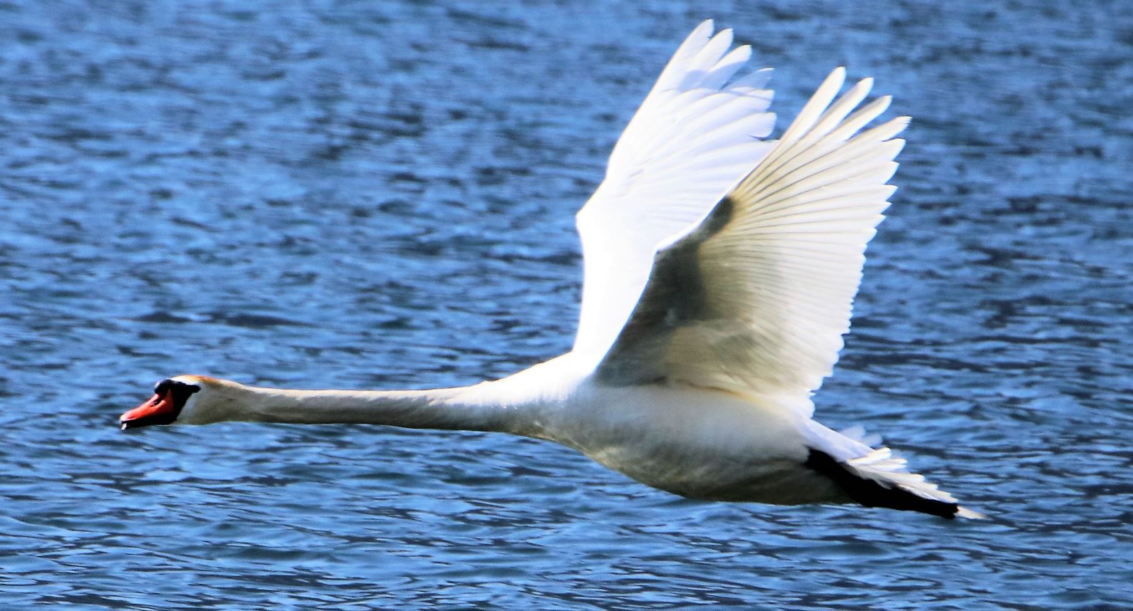 swan wings on