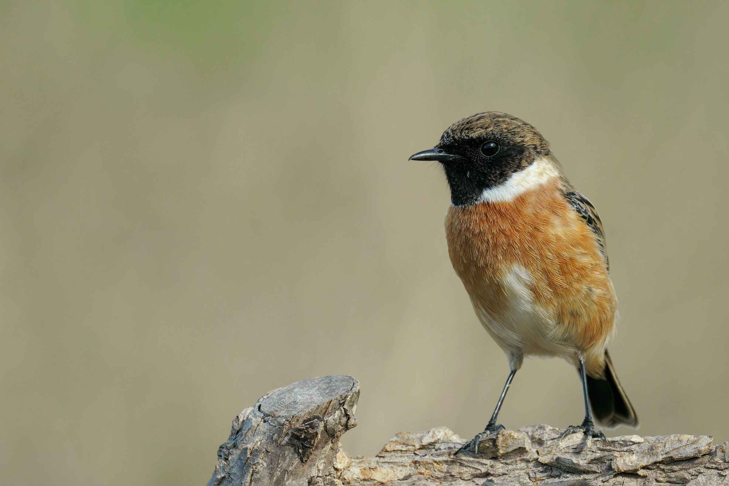 Saltimpalo (Saxixola rubicola)