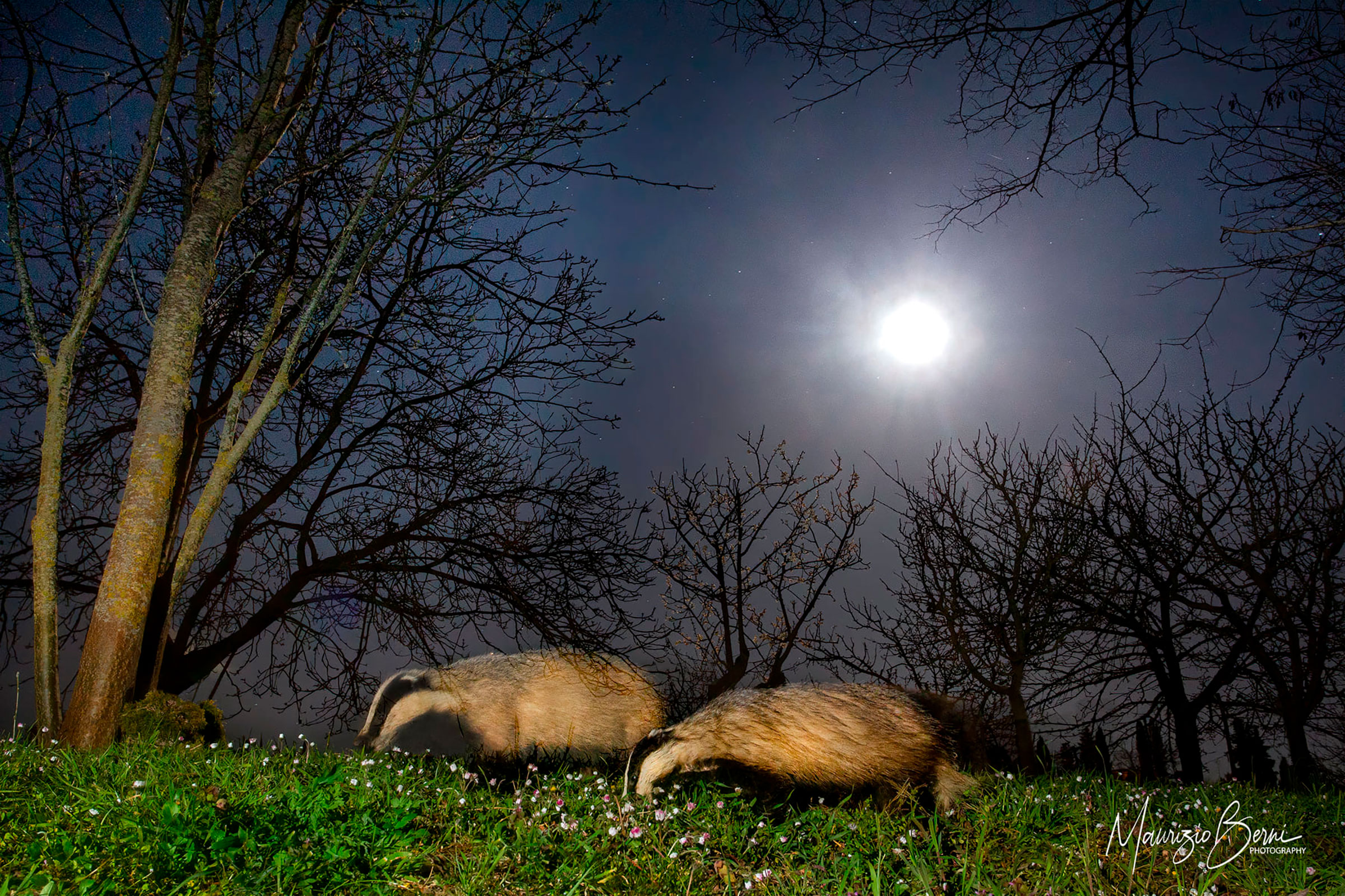 The night, between flowers, moon and stars