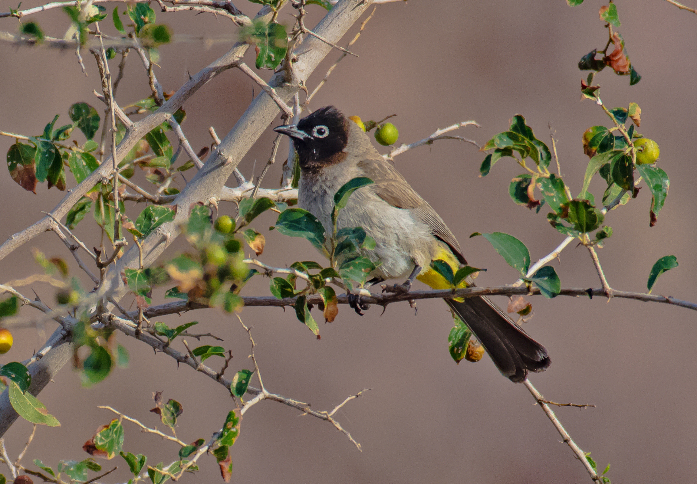 Il bulbul dagli occhiali bianchi