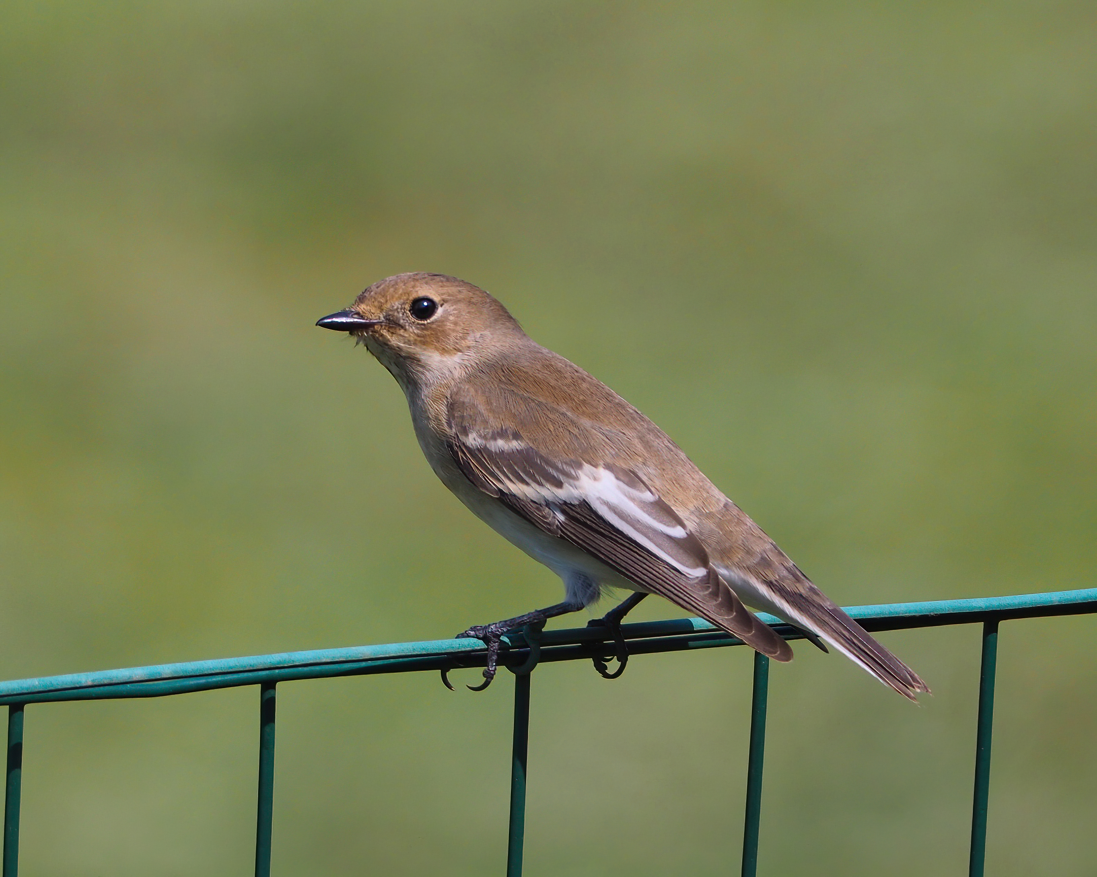 Balia nera femmina (grazie Istrice)