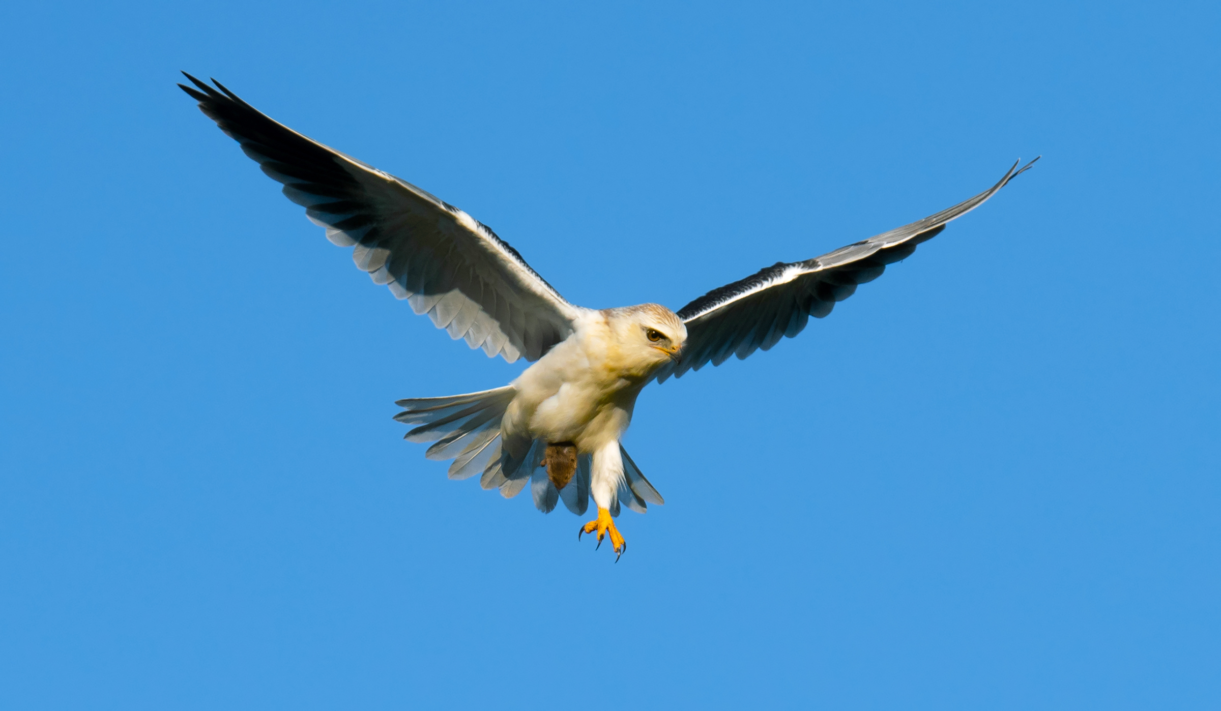 l'aquilone e l'arvicola-2