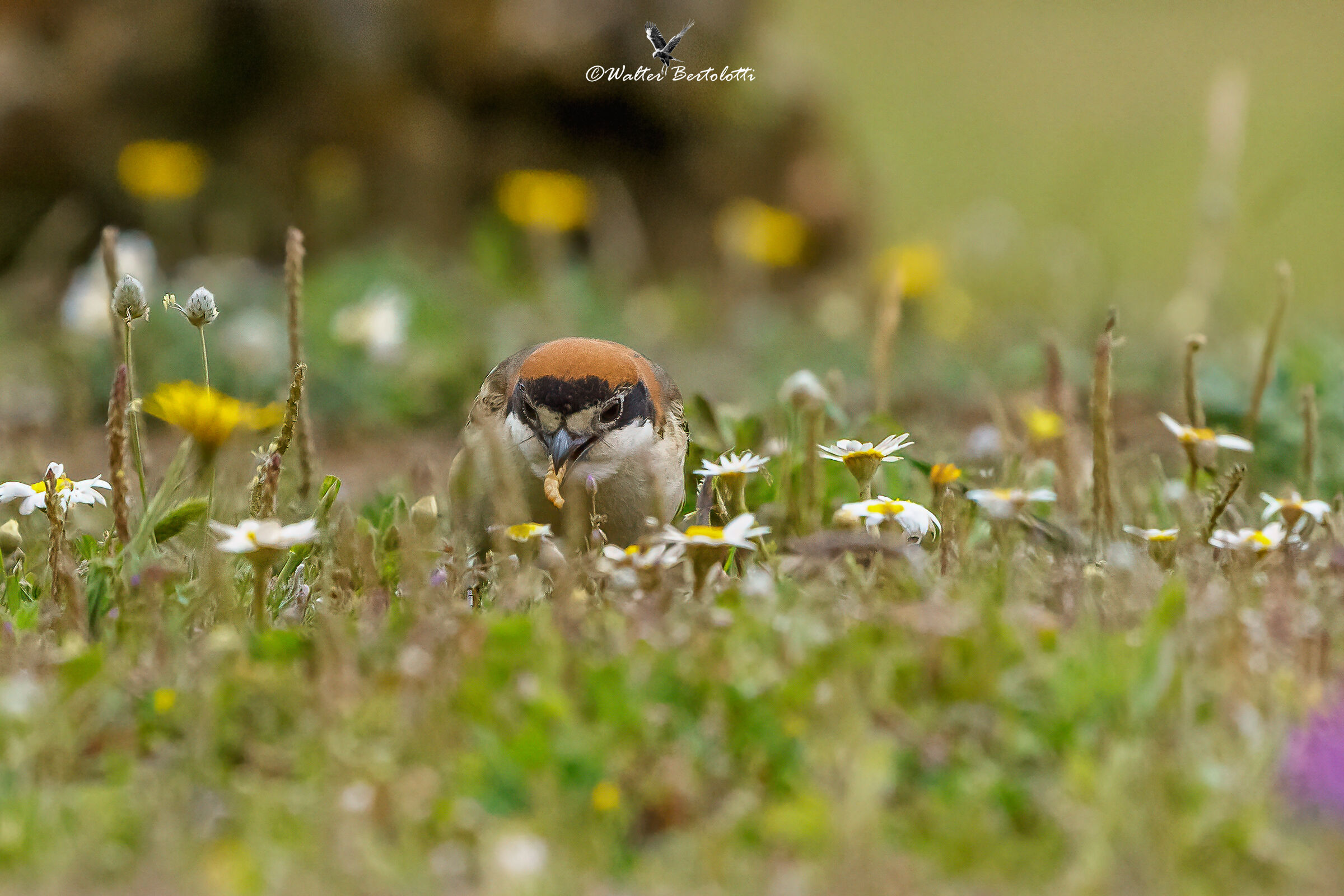 il picnic dell'averla