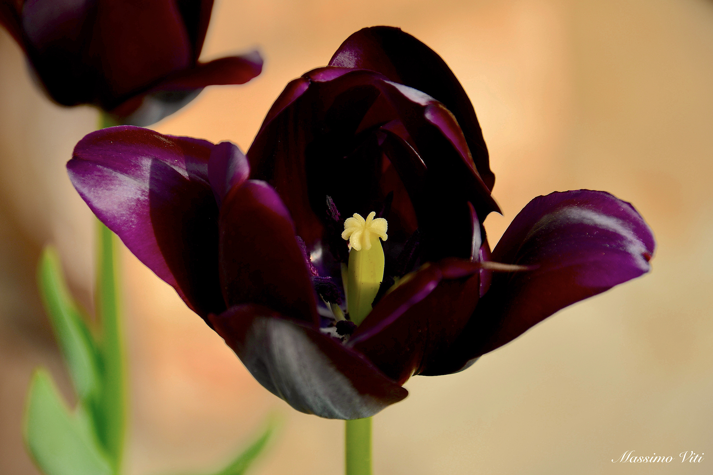 Tulipano nero