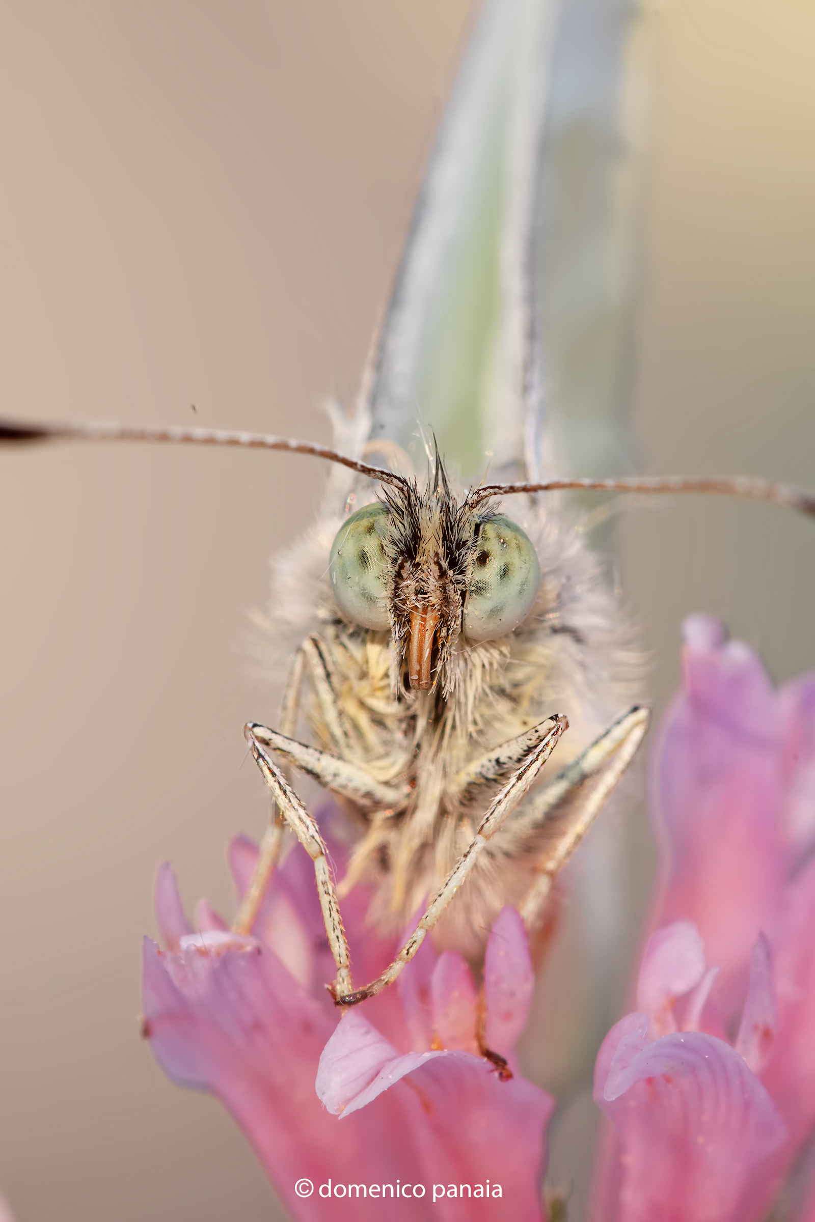 pieris brassicae
