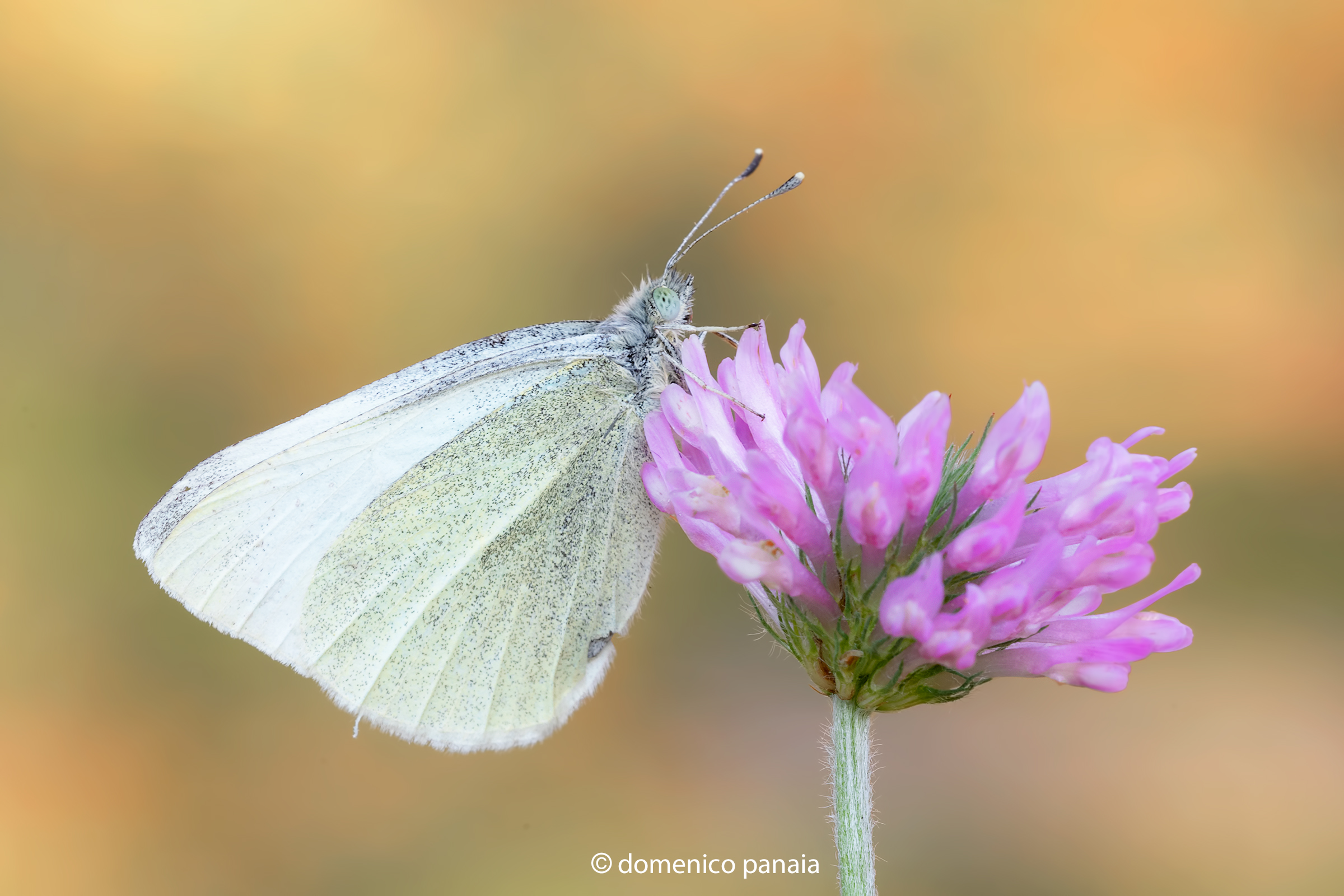 pieris brassicae