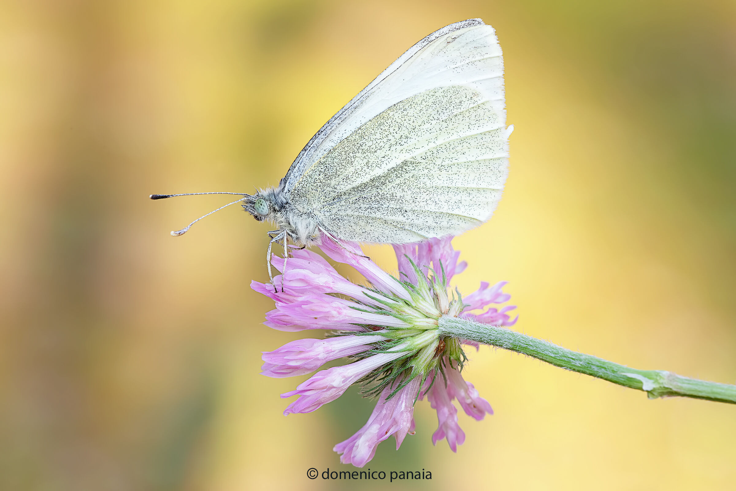 pieris brassicae
