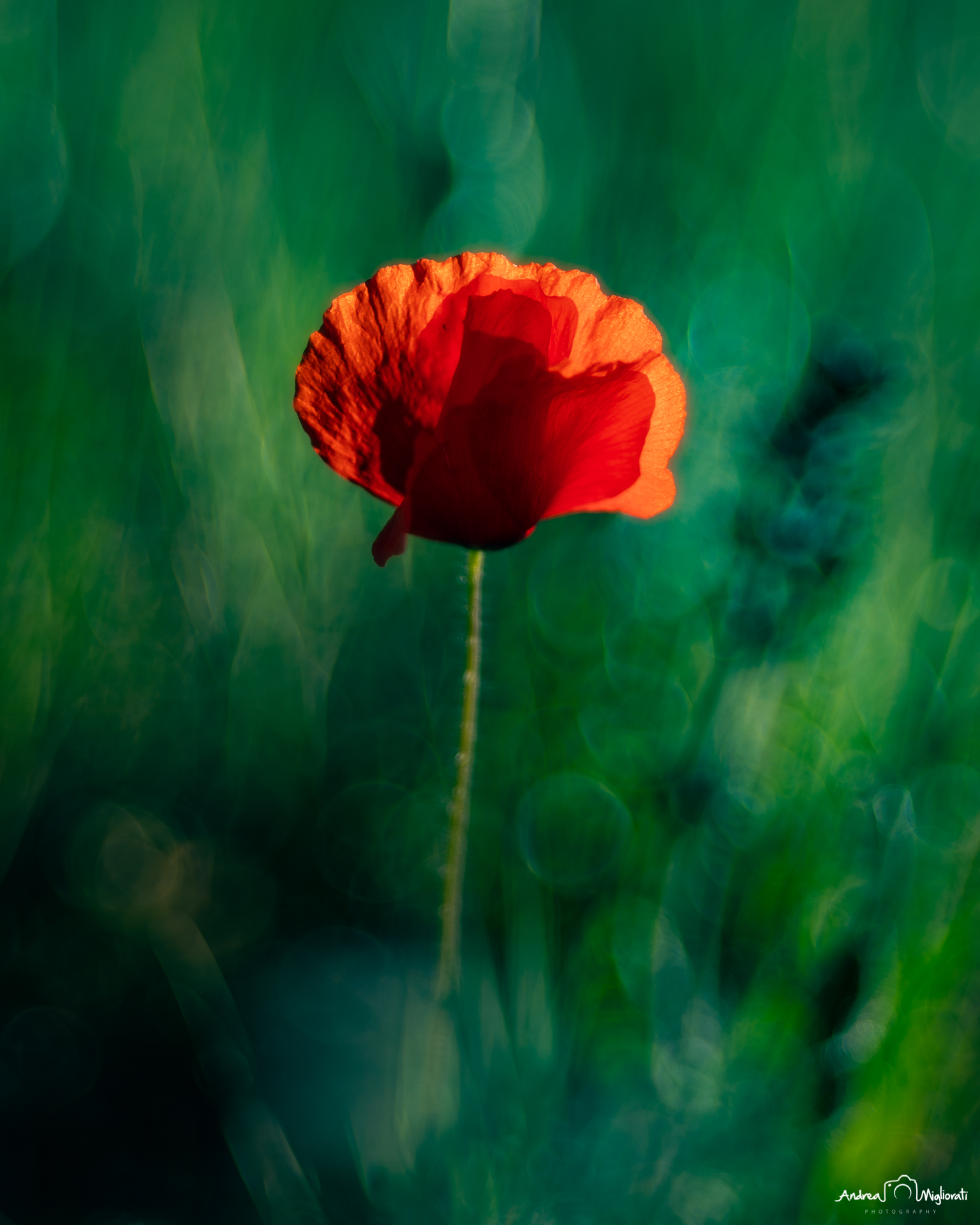 poppy