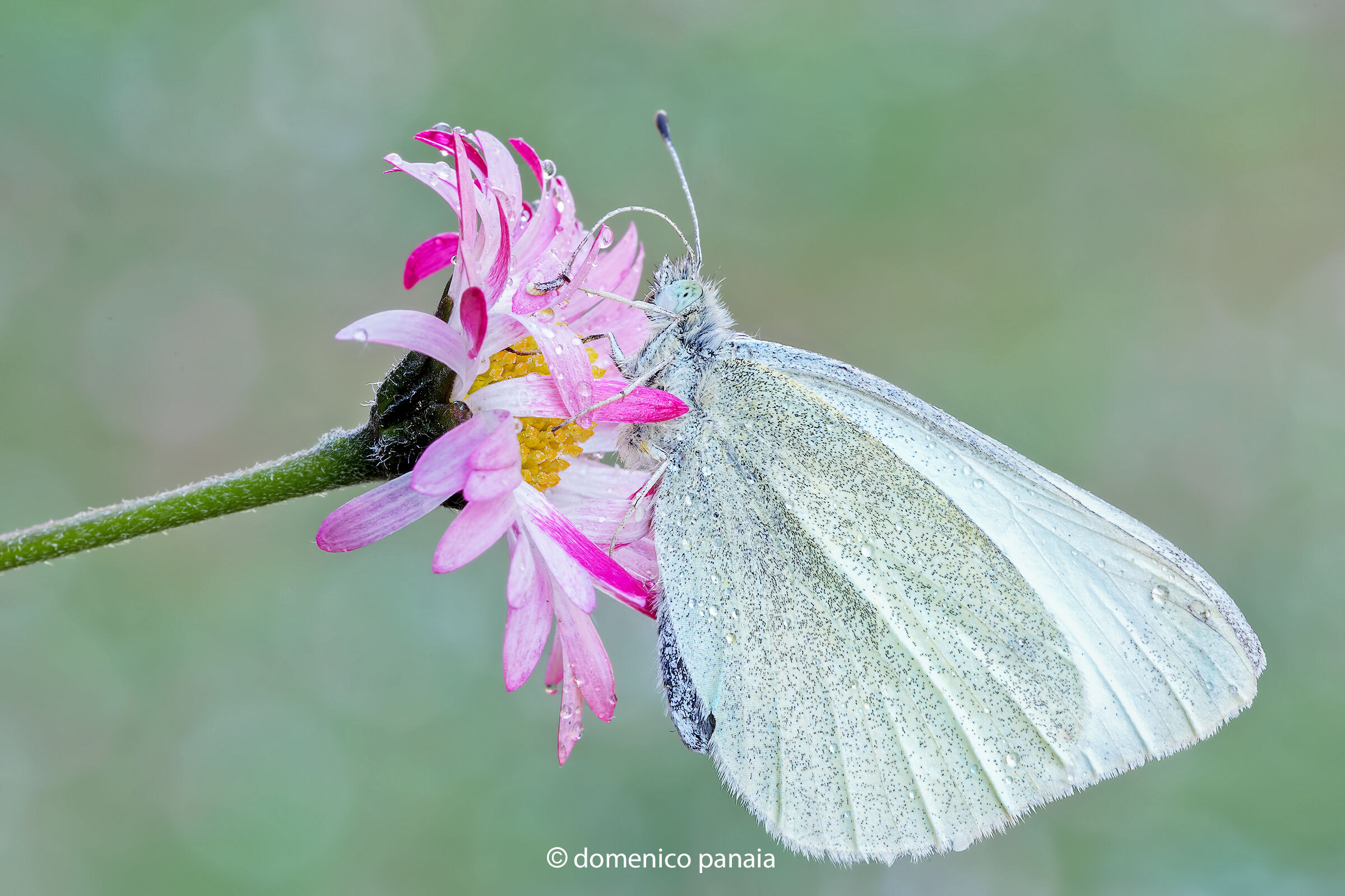 pieris brassicae
