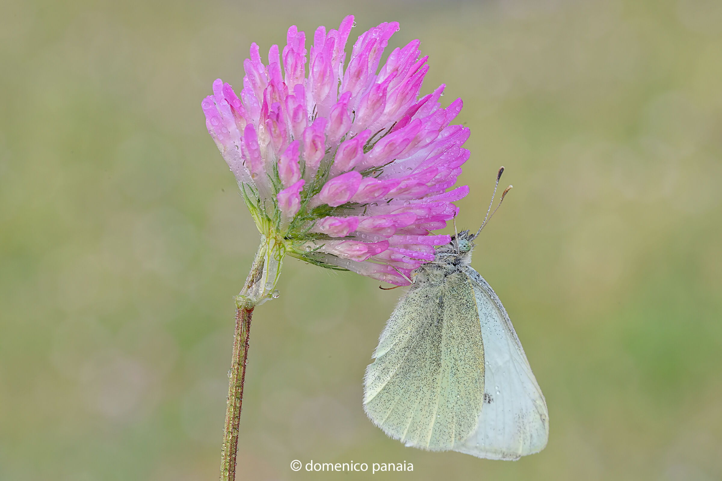 pieris brassicae