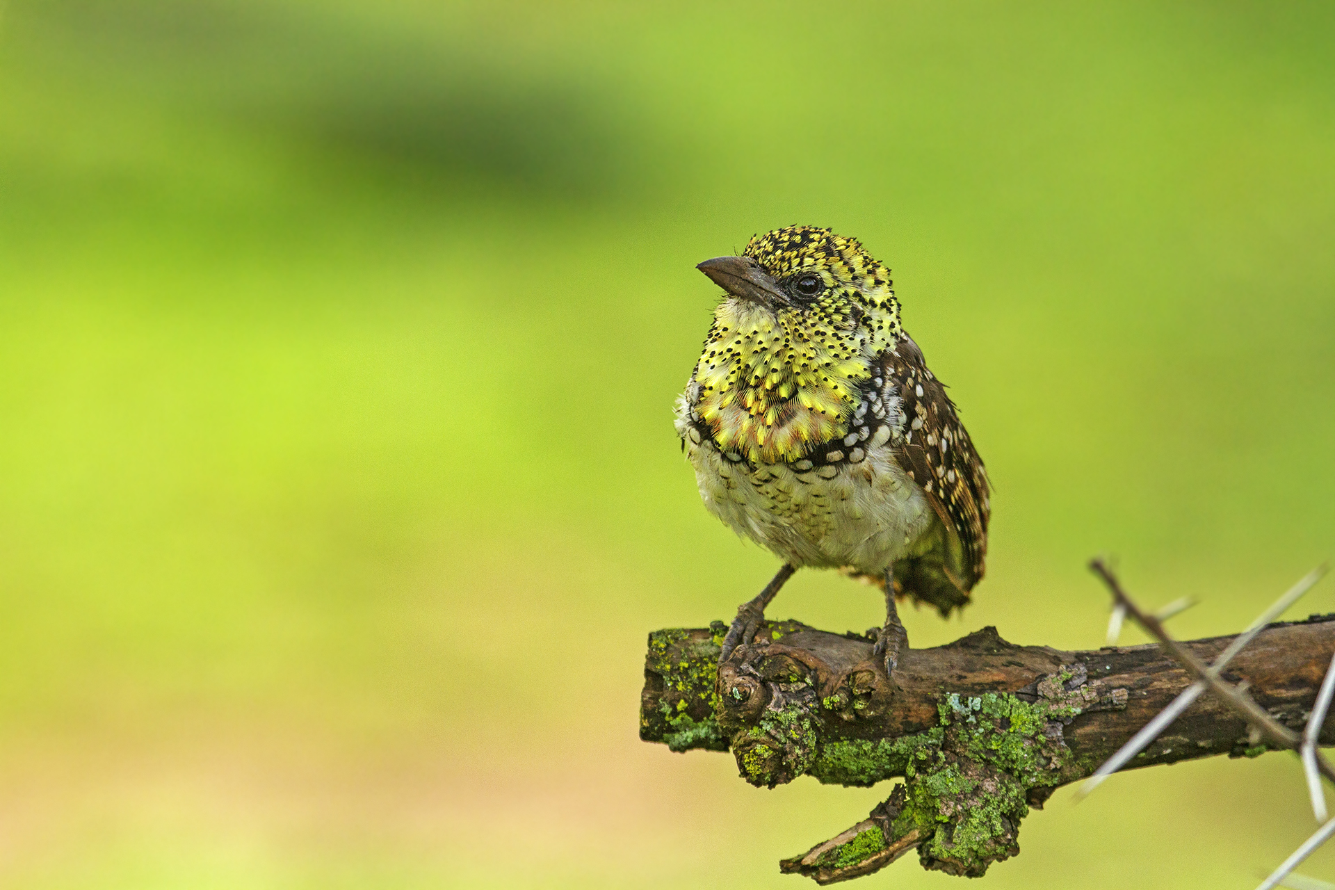 Usambiro barbet