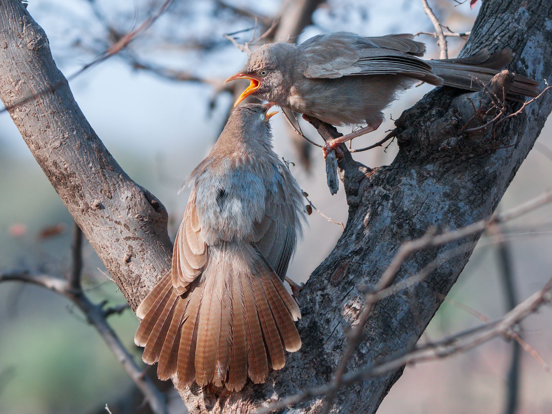 Turdoides striata  o Turdoides malcomi ?