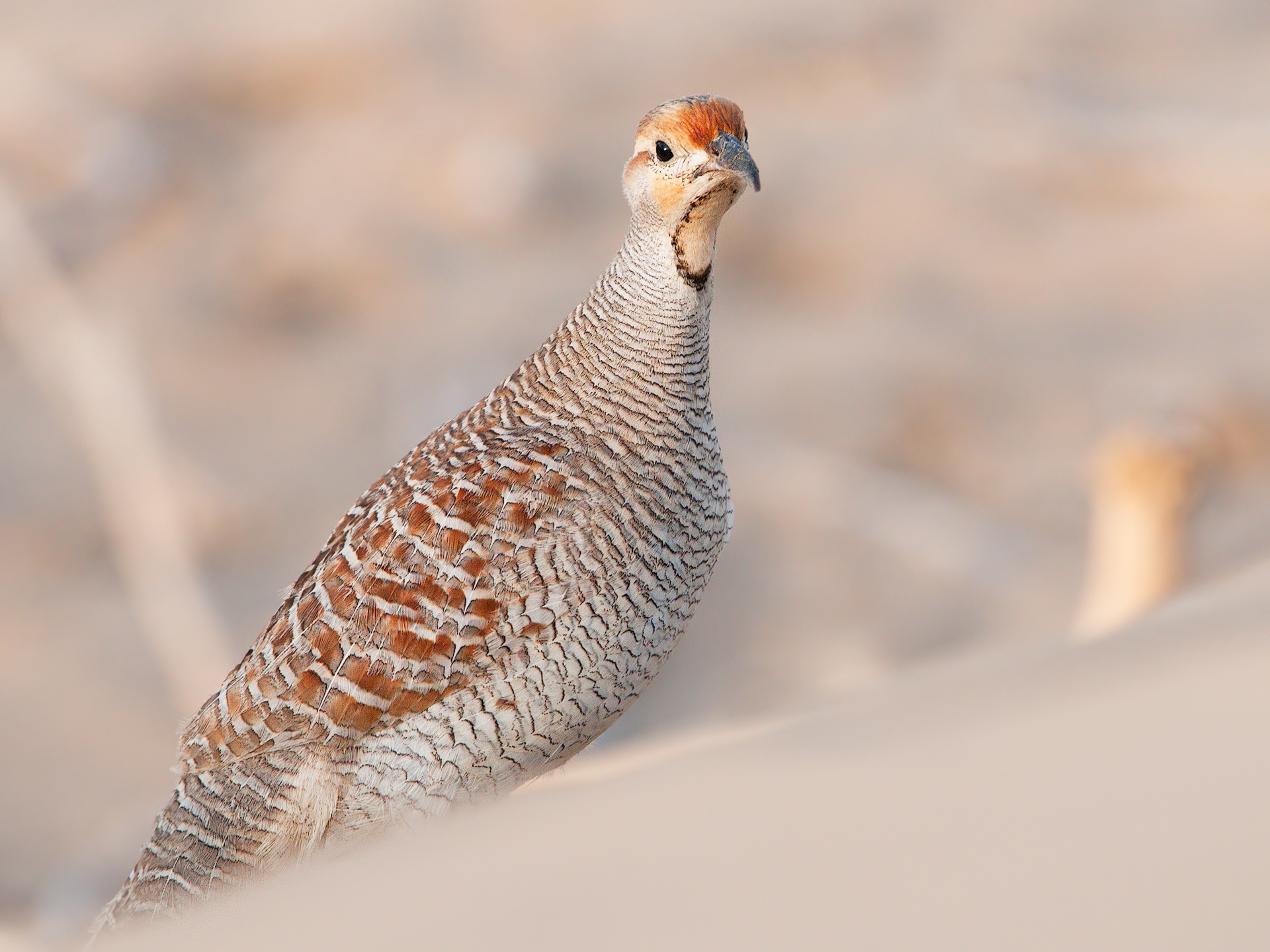 Francolino dipinto persiano