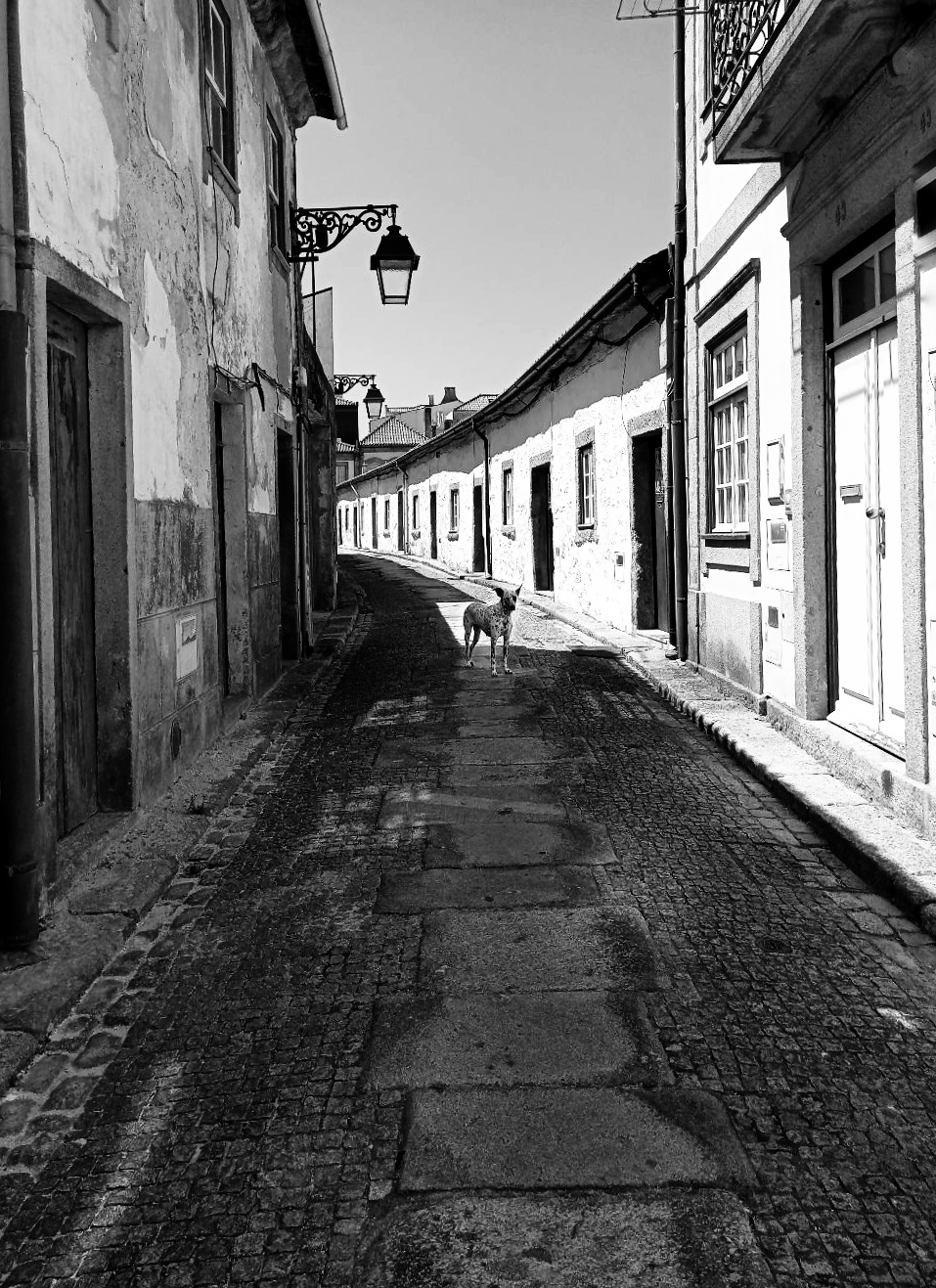 Cachorro frio in Viana do Castelo